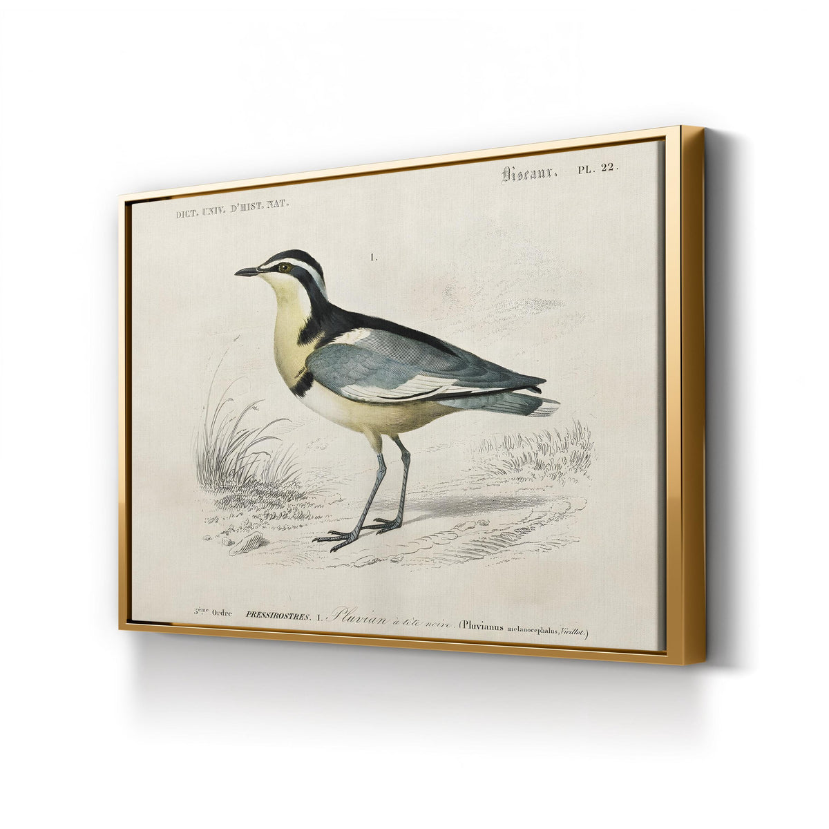 Egyptian Plover, by M. Charles d’Orbigny canvas print in gold frame