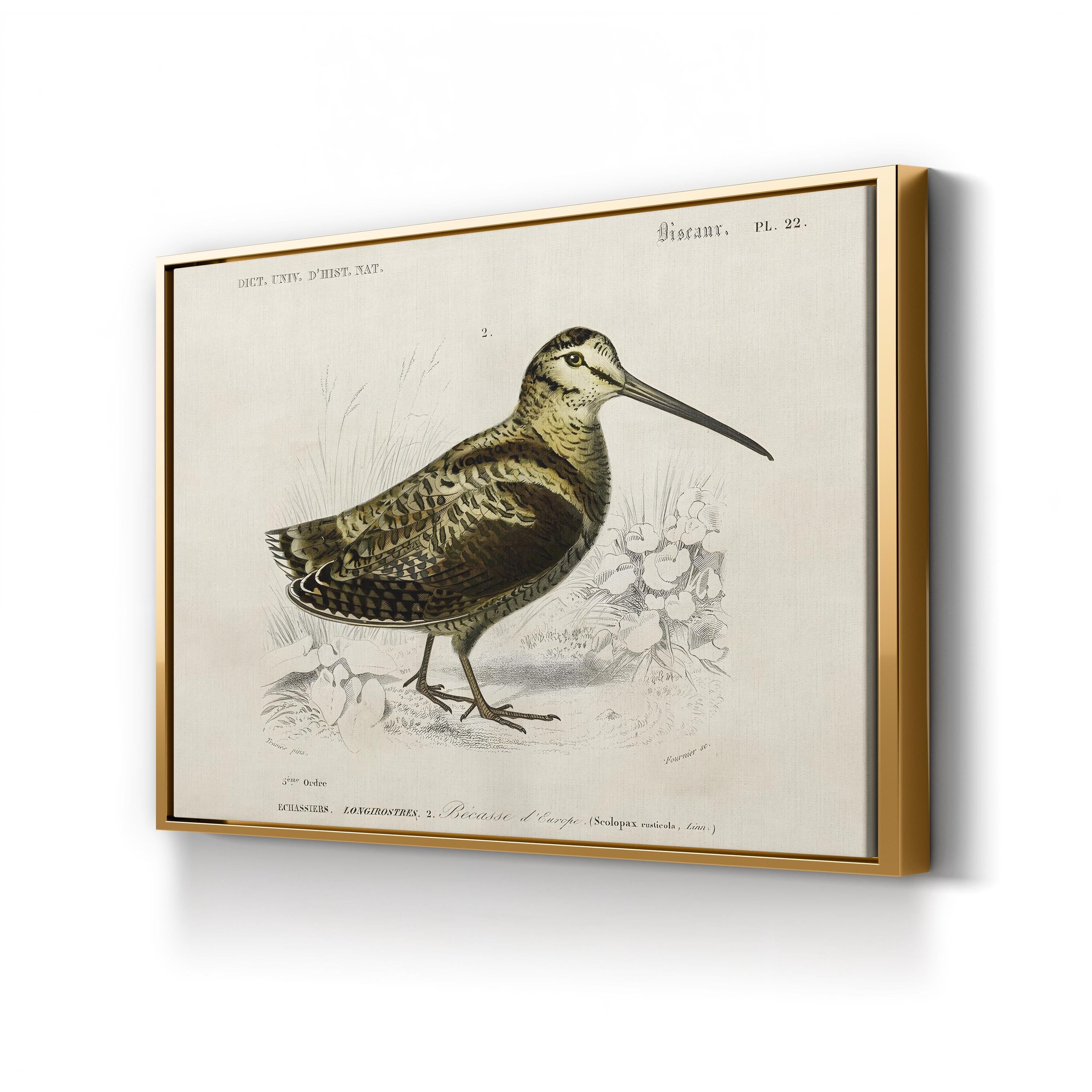 D’Orbigny Seabird Study – Period Illustration Wall Art | Coastal Natural History Canvas Print