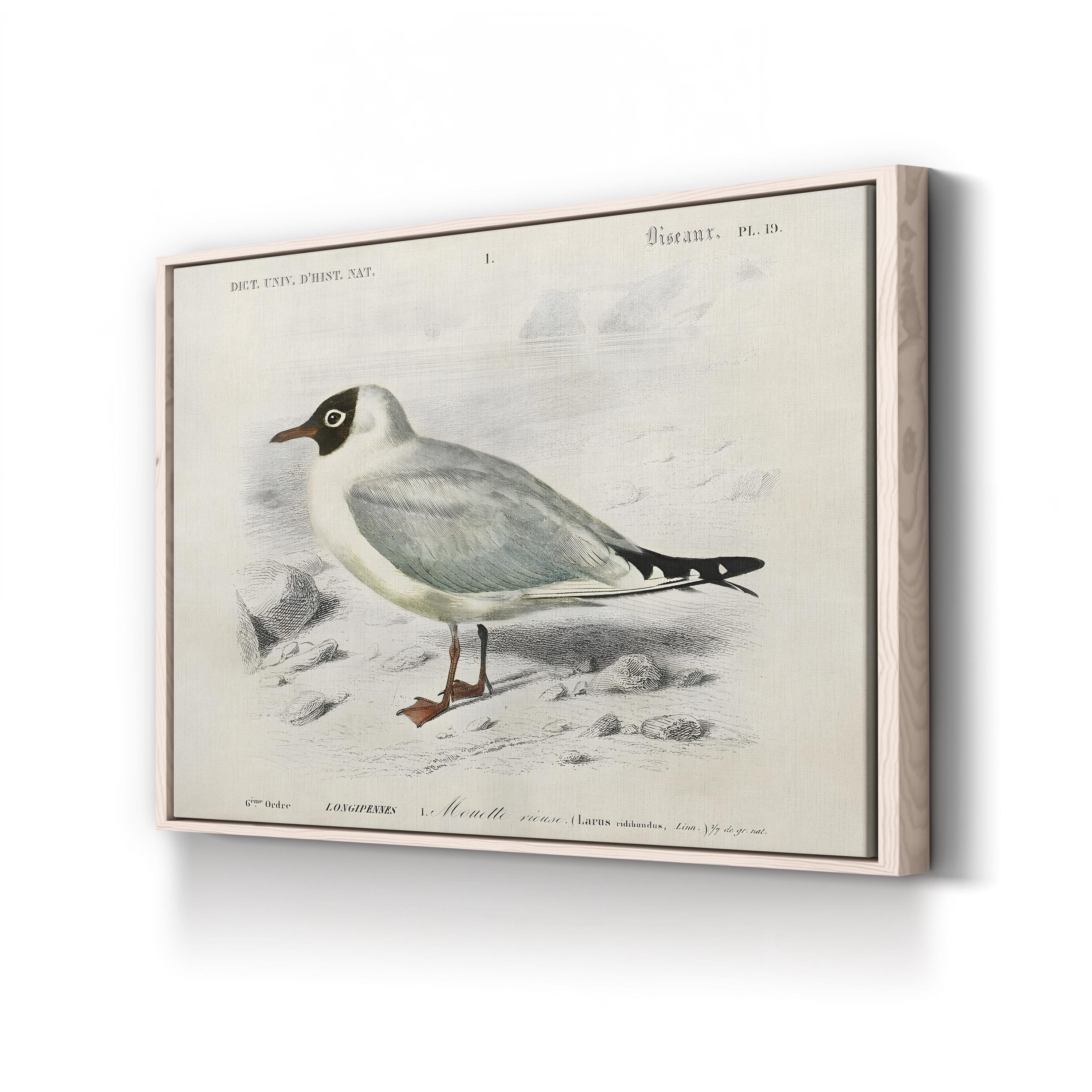 d’Orbigny Seabird III Wall Art – 19th Century Coastal Bird Illustration by M. Charles d’Orbigny