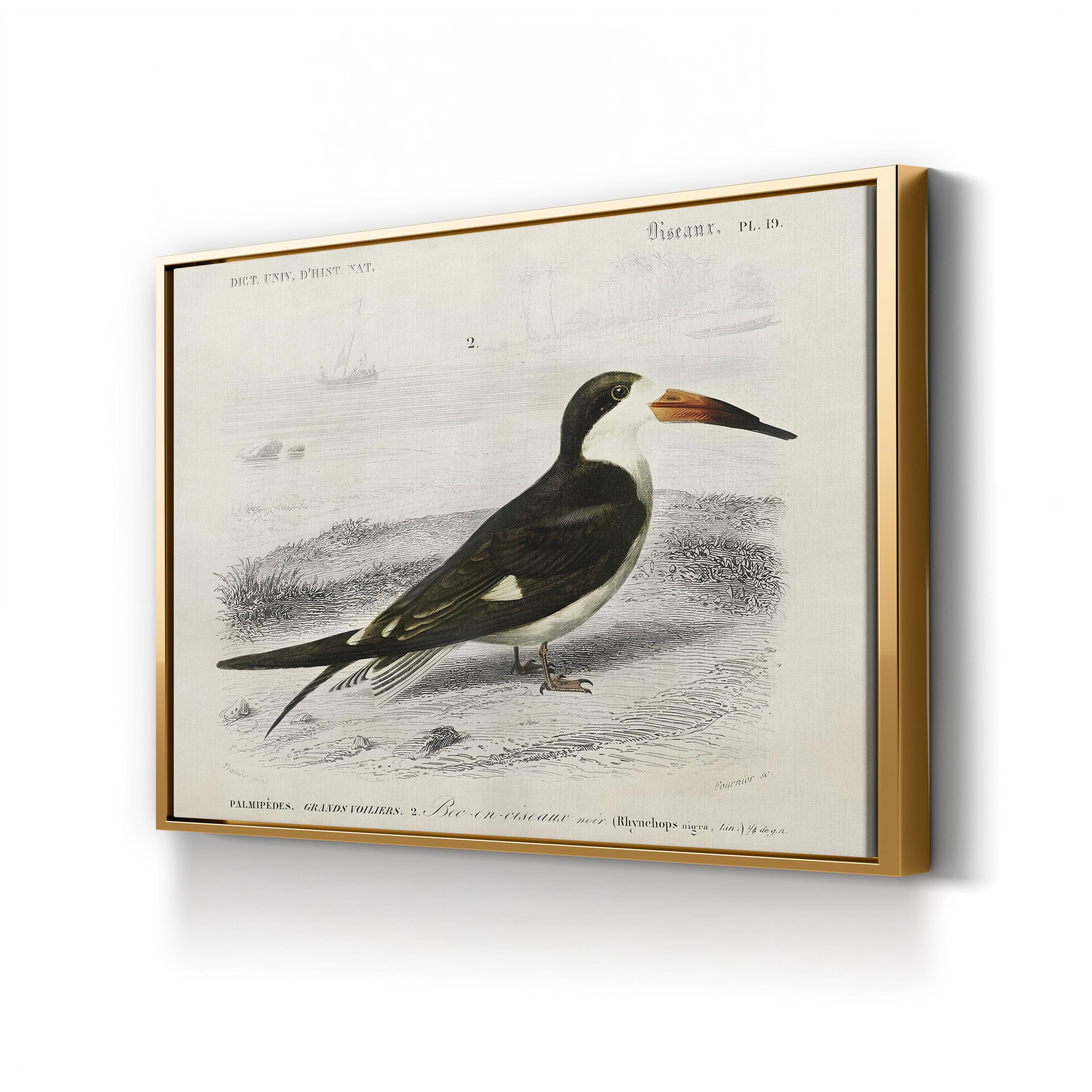 D’Orbigny Seabird, 19th Century – Period Illustration Wall Art | Coastal Bird Canvas Print