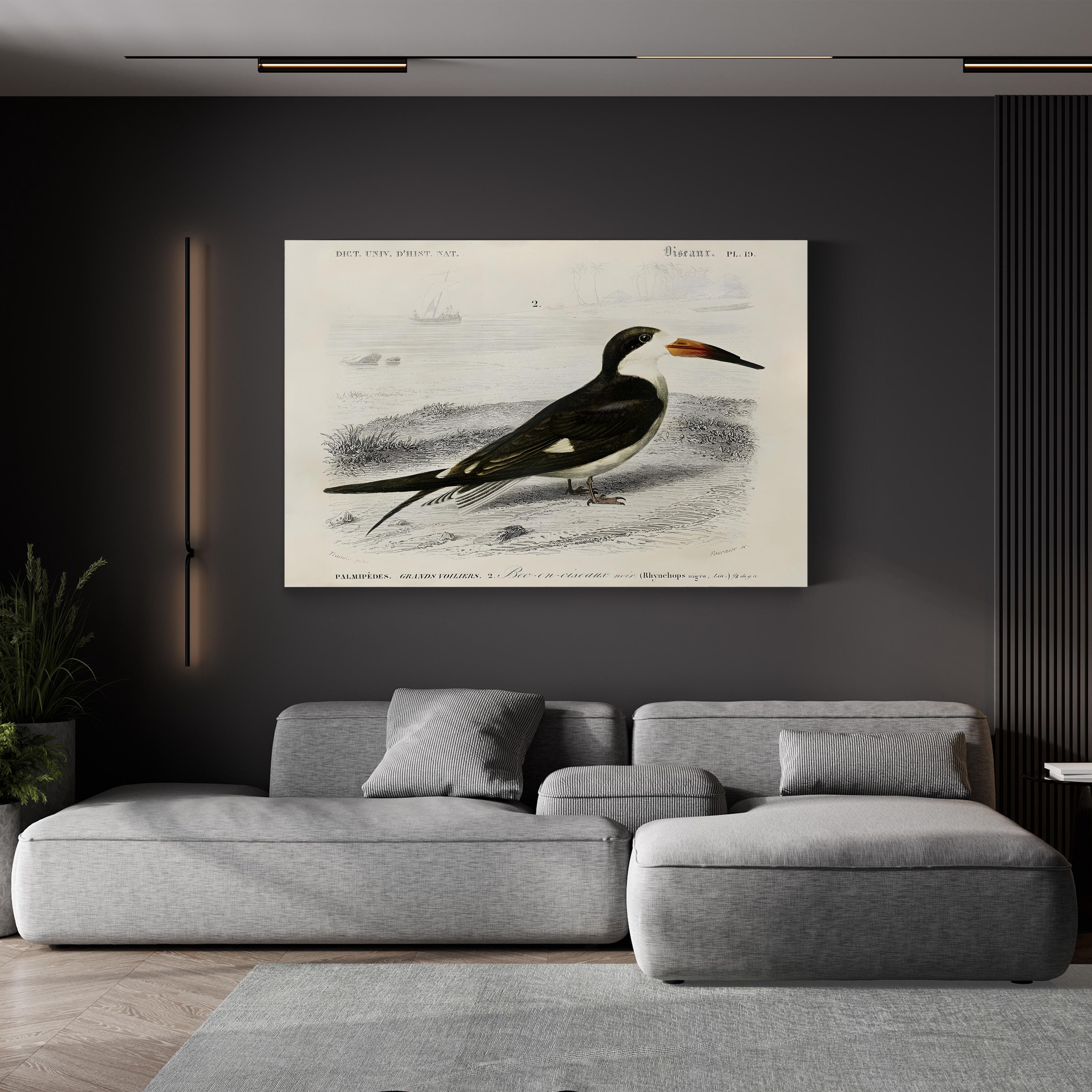 D’Orbigny Seabird, 19th Century – Period Illustration Wall Art | Coastal Bird Canvas Print