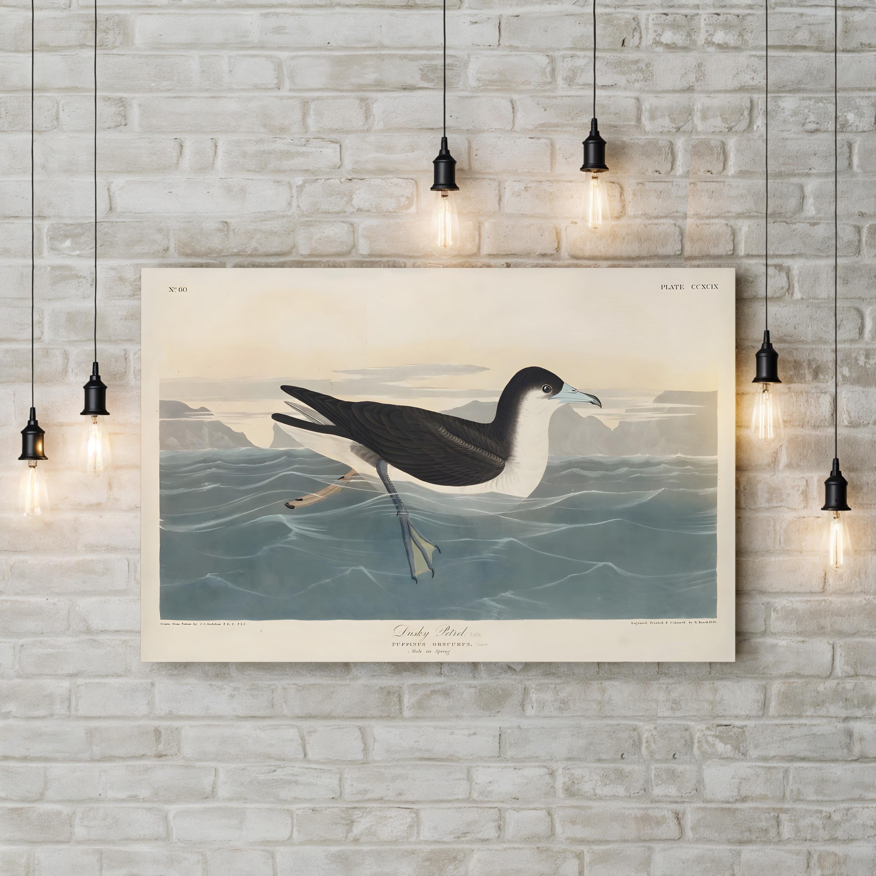 Dusky Petrel Wall Art – John James Audubon | 19th-Century Seabird Illustration Canvas Print