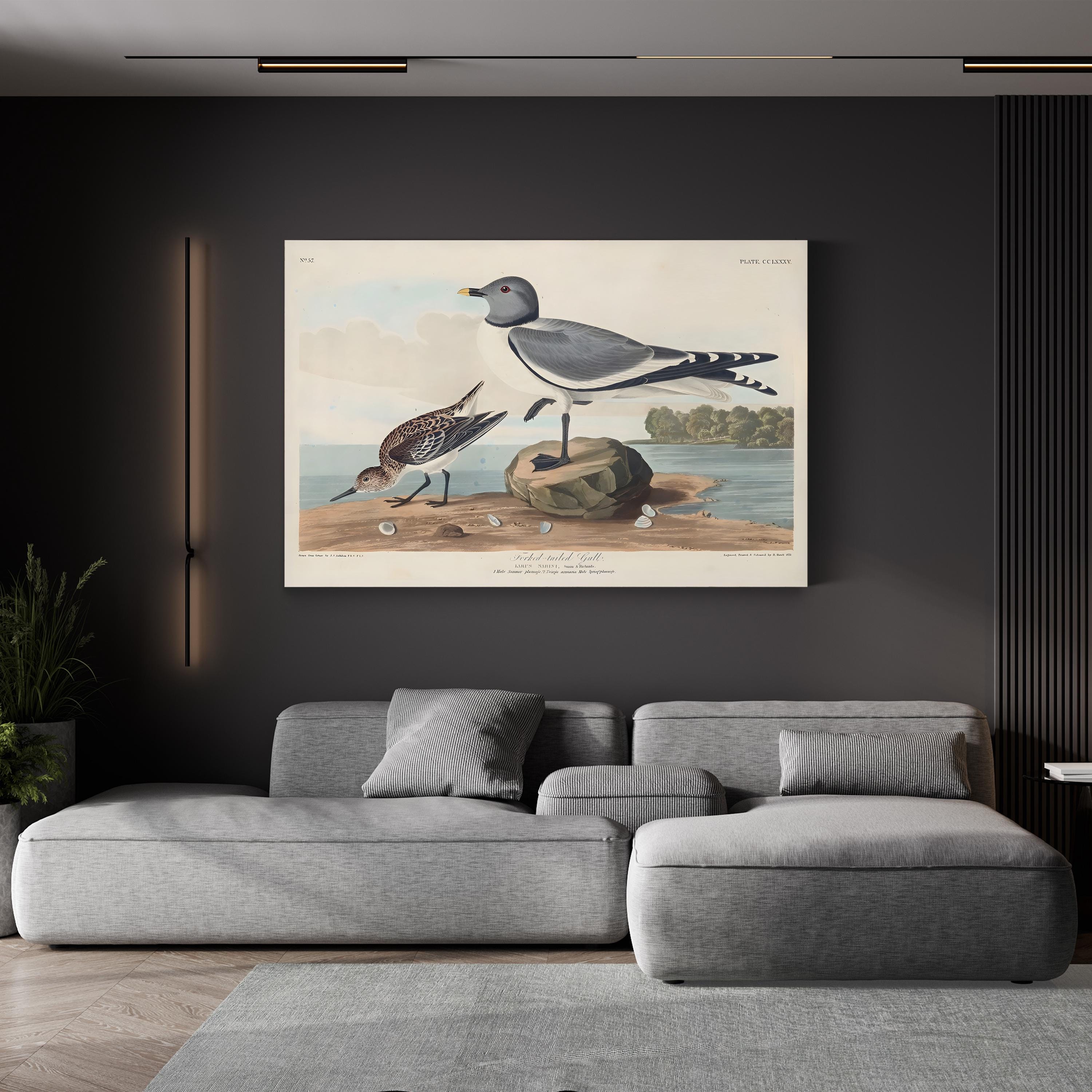 Fork-Tailed Gull Wall Art — John James Audubon Natural History Bird Illustration