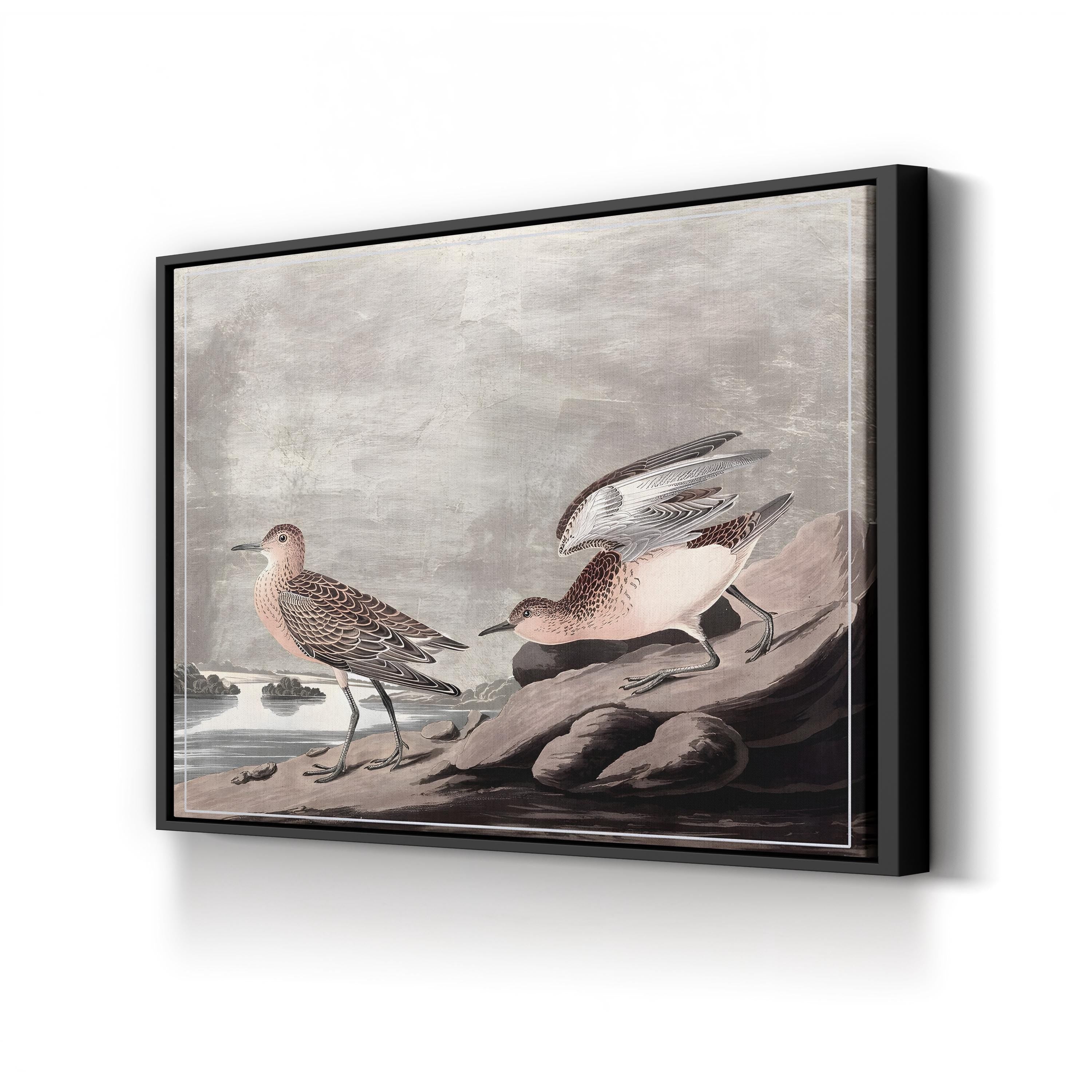 Vintage Audubon Bird Print: Coastal Wildlife Illustration