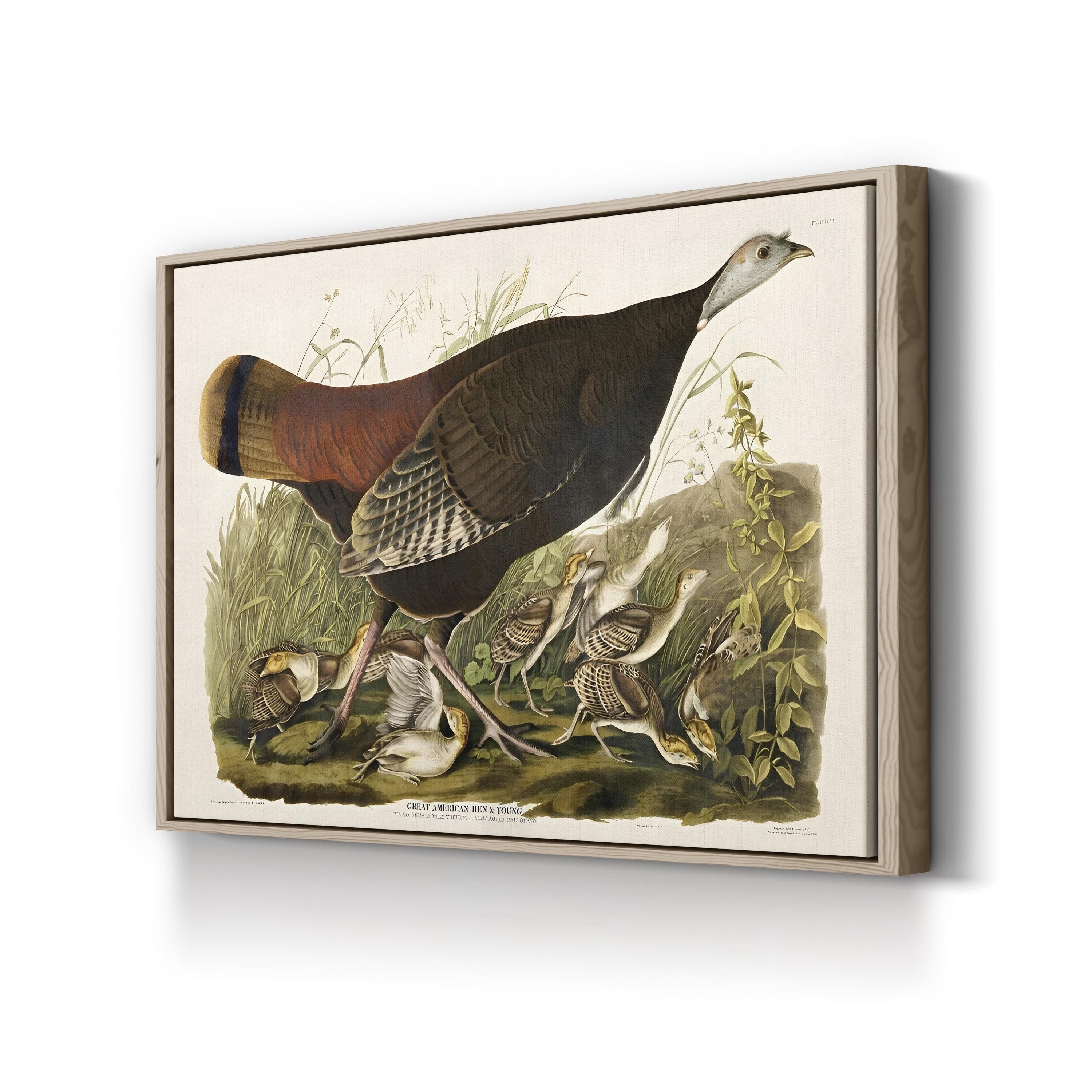 Vintage American Pheasant – Period Illustration Wall Art | Wildlife Canvas Print