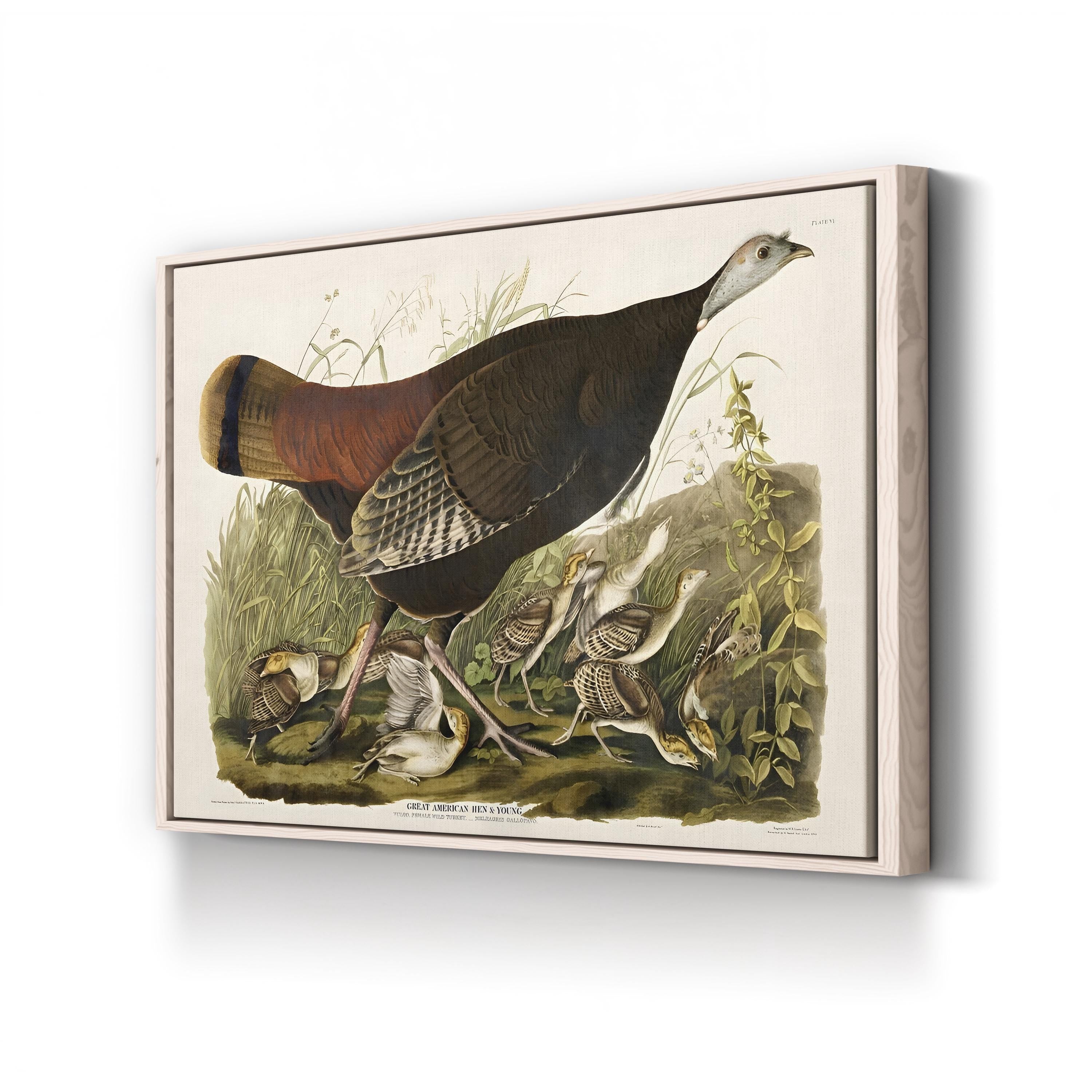 Vintage American Pheasant – Period Illustration Wall Art | Wildlife Canvas Print