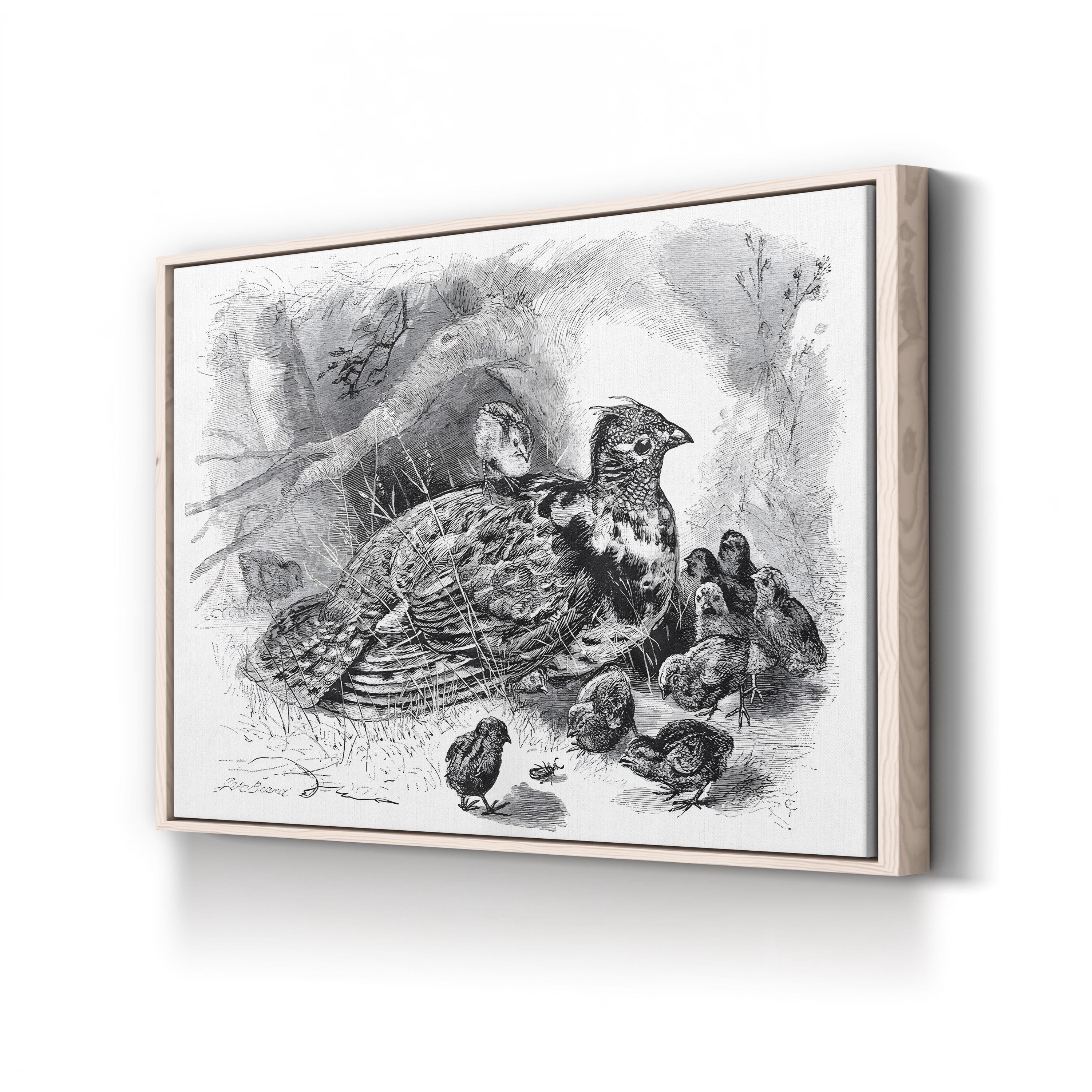Grouse and Young – Framed Vintage Wildlife Engraving Canvas Art by James Carter Beard