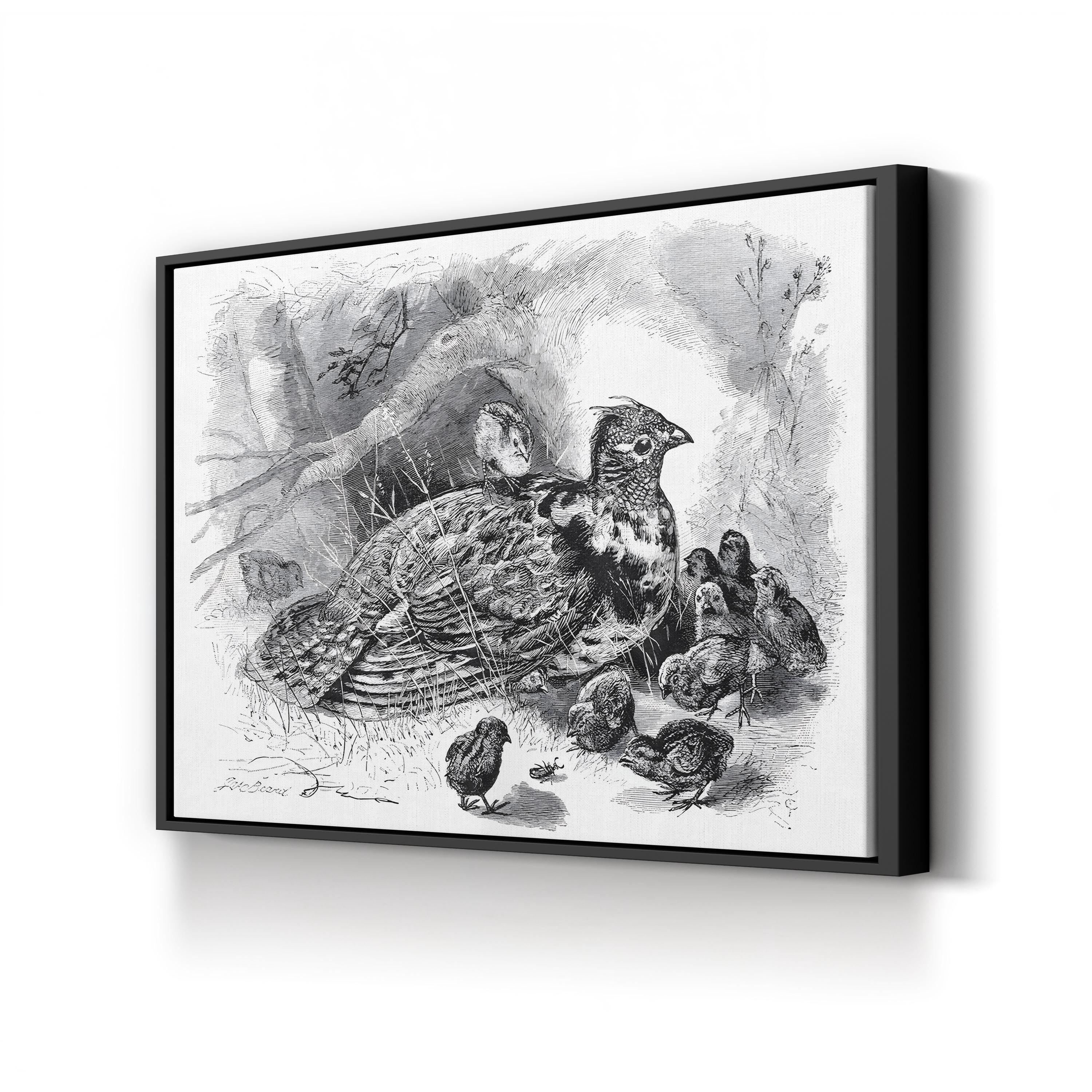 Grouse and Young – Framed Vintage Wildlife Engraving Canvas Art by James Carter Beard