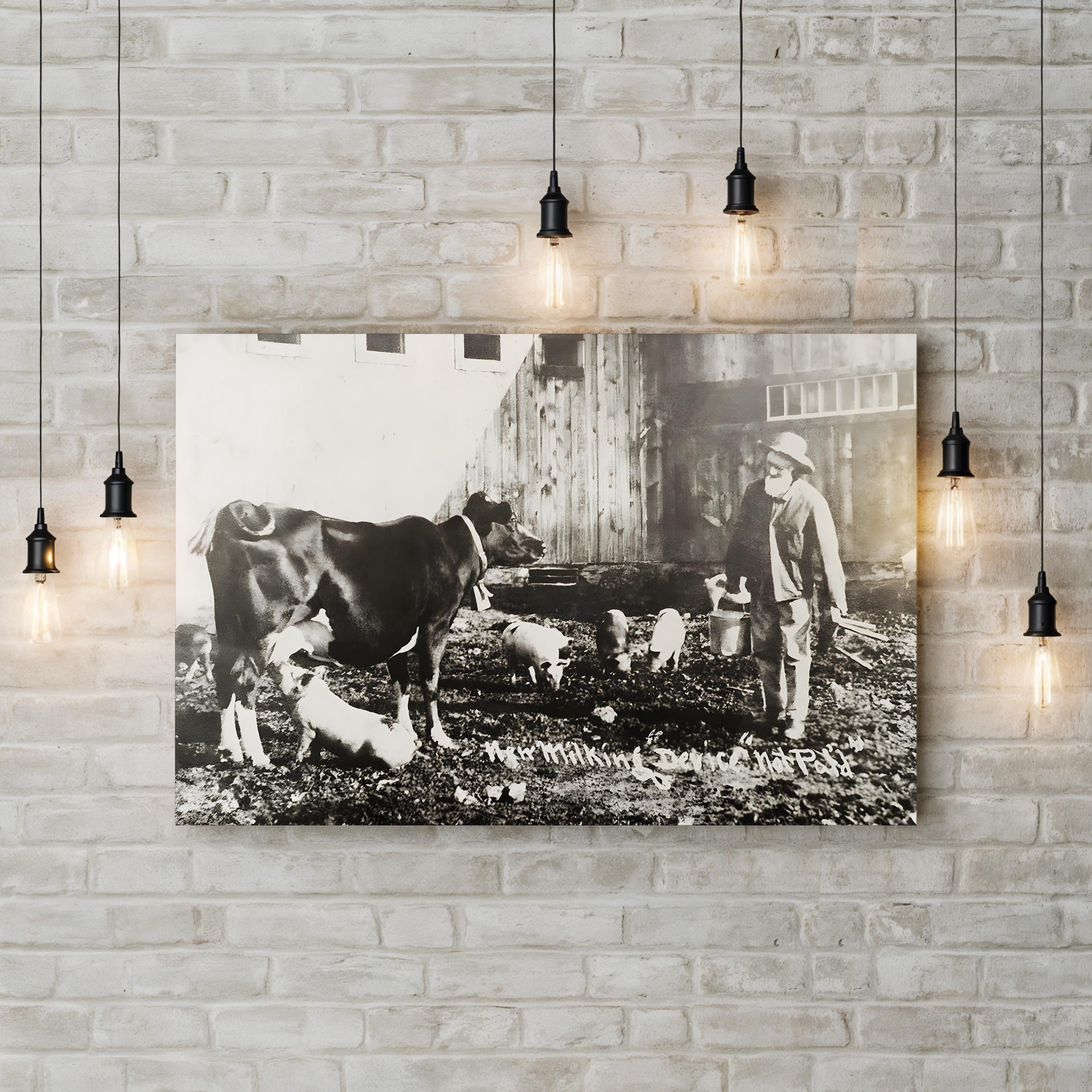 19th Century Farm Life Wall Art – Piglet Nursing from Cow Historic Photograph