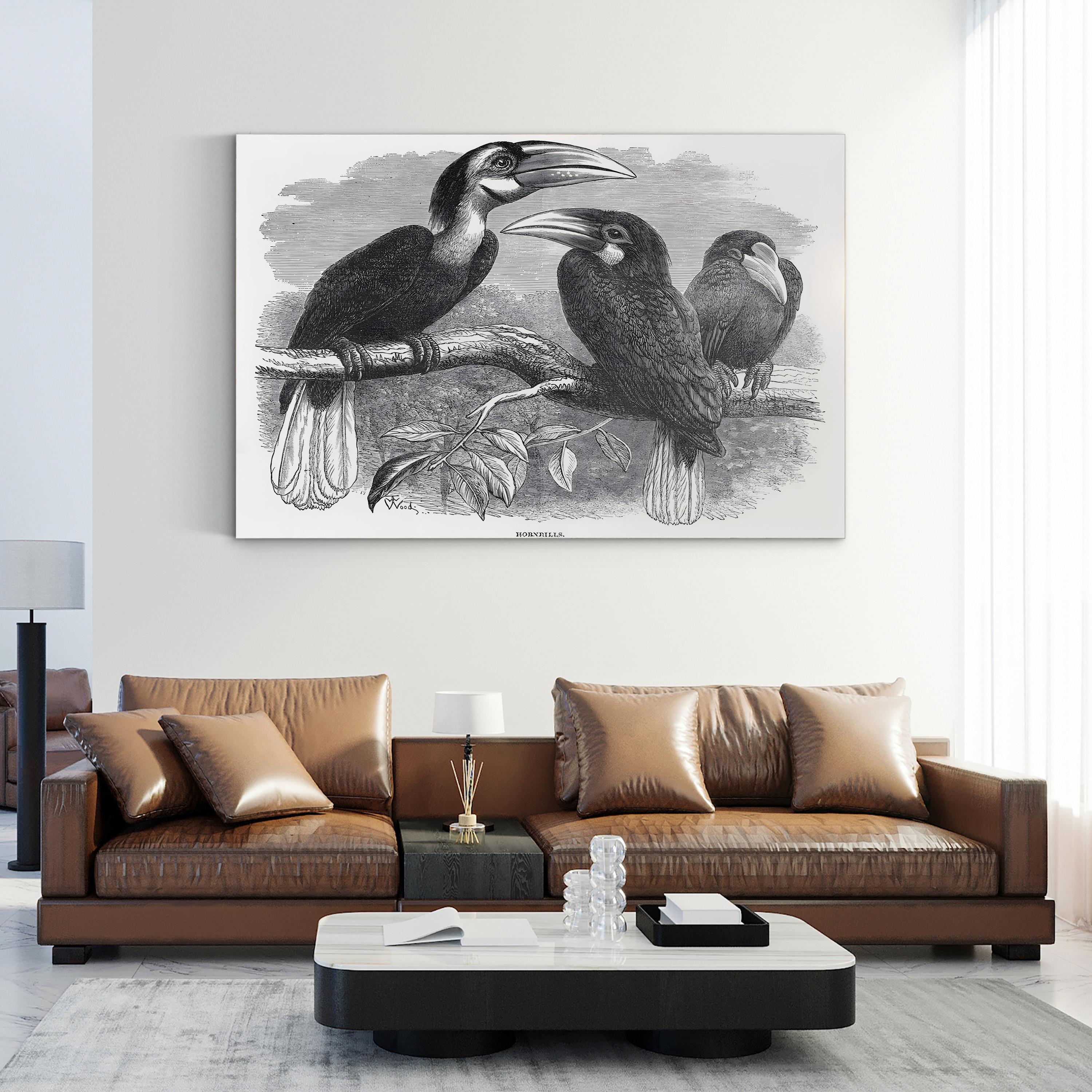 Hornbills, 19th Century – Period Illustration Wall Art | Exotic Bird Engraving Canvas Print