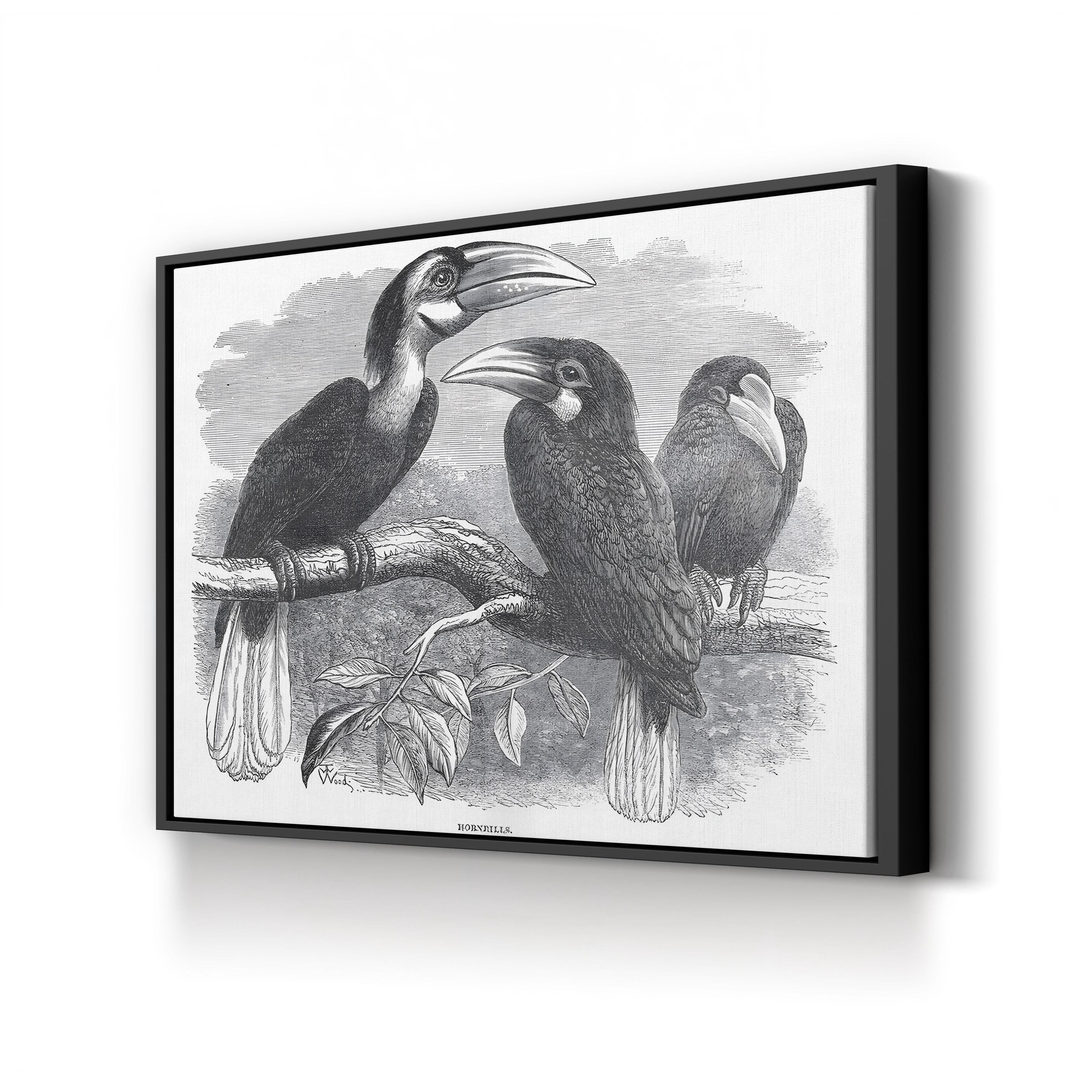 Hornbills, 19th Century – Period Illustration Wall Art | Exotic Bird Engraving Canvas Print