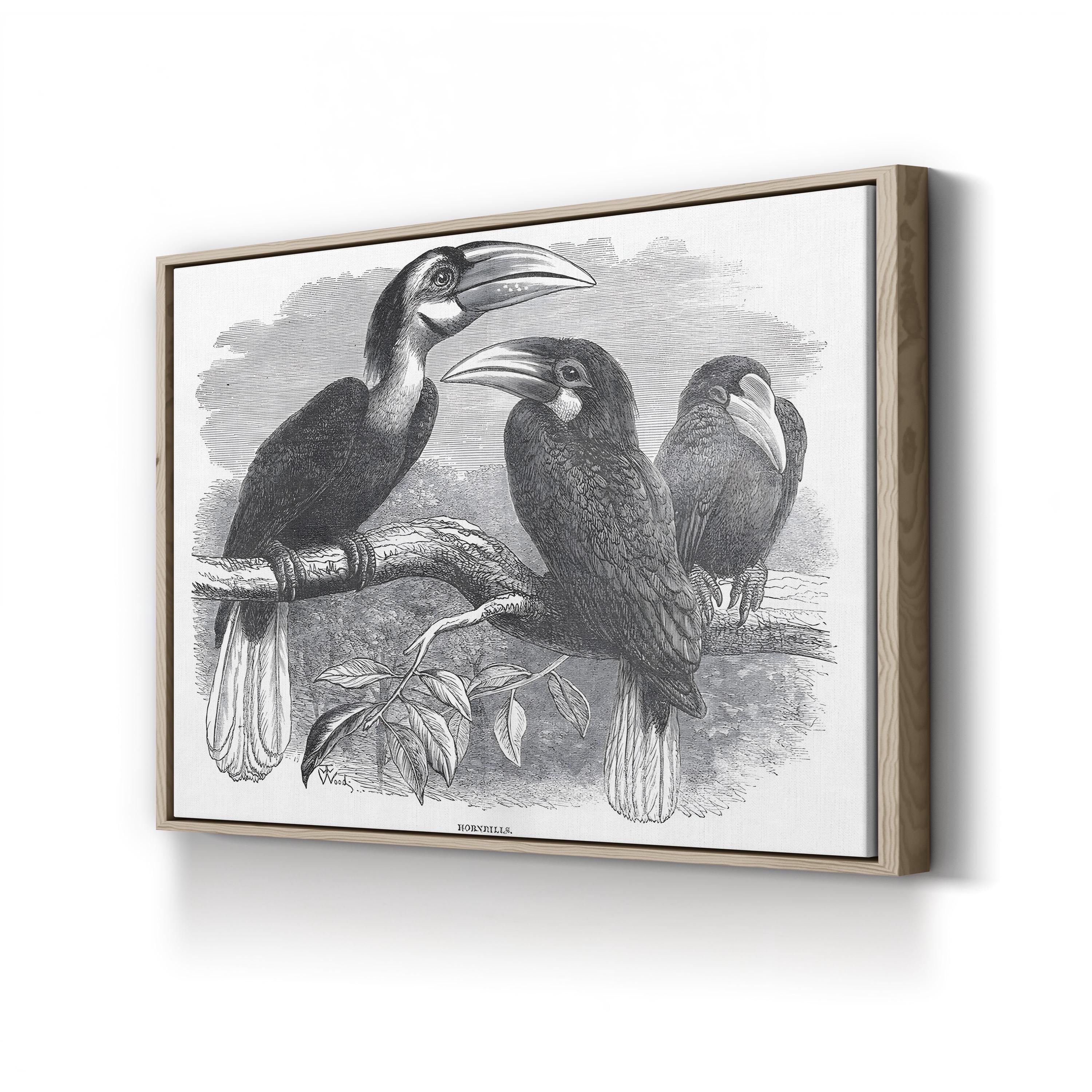 Hornbills, 19th Century – Period Illustration Wall Art | Exotic Bird Engraving Canvas Print
