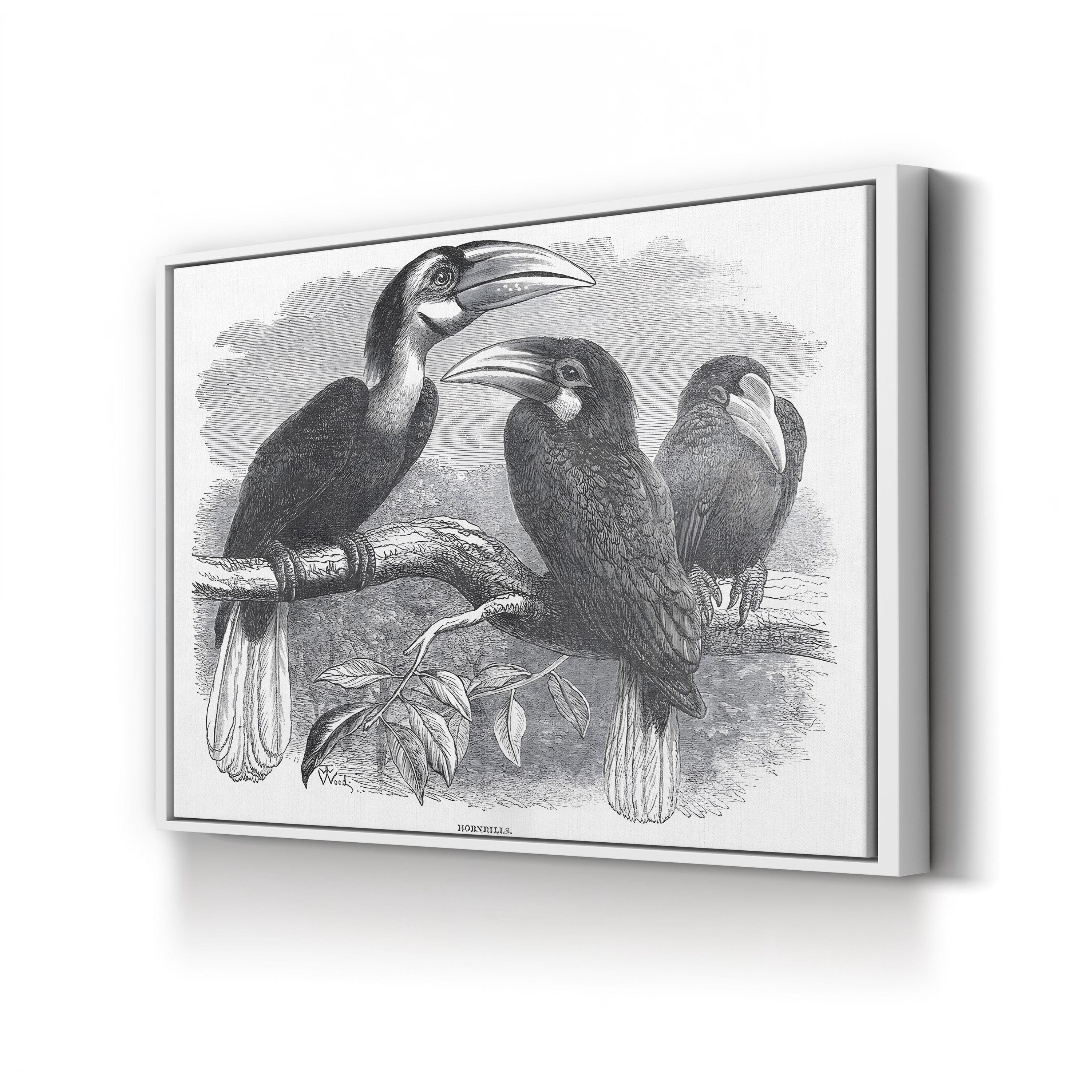 Hornbills, 19th Century – Period Illustration Wall Art | Exotic Bird Engraving Canvas Print