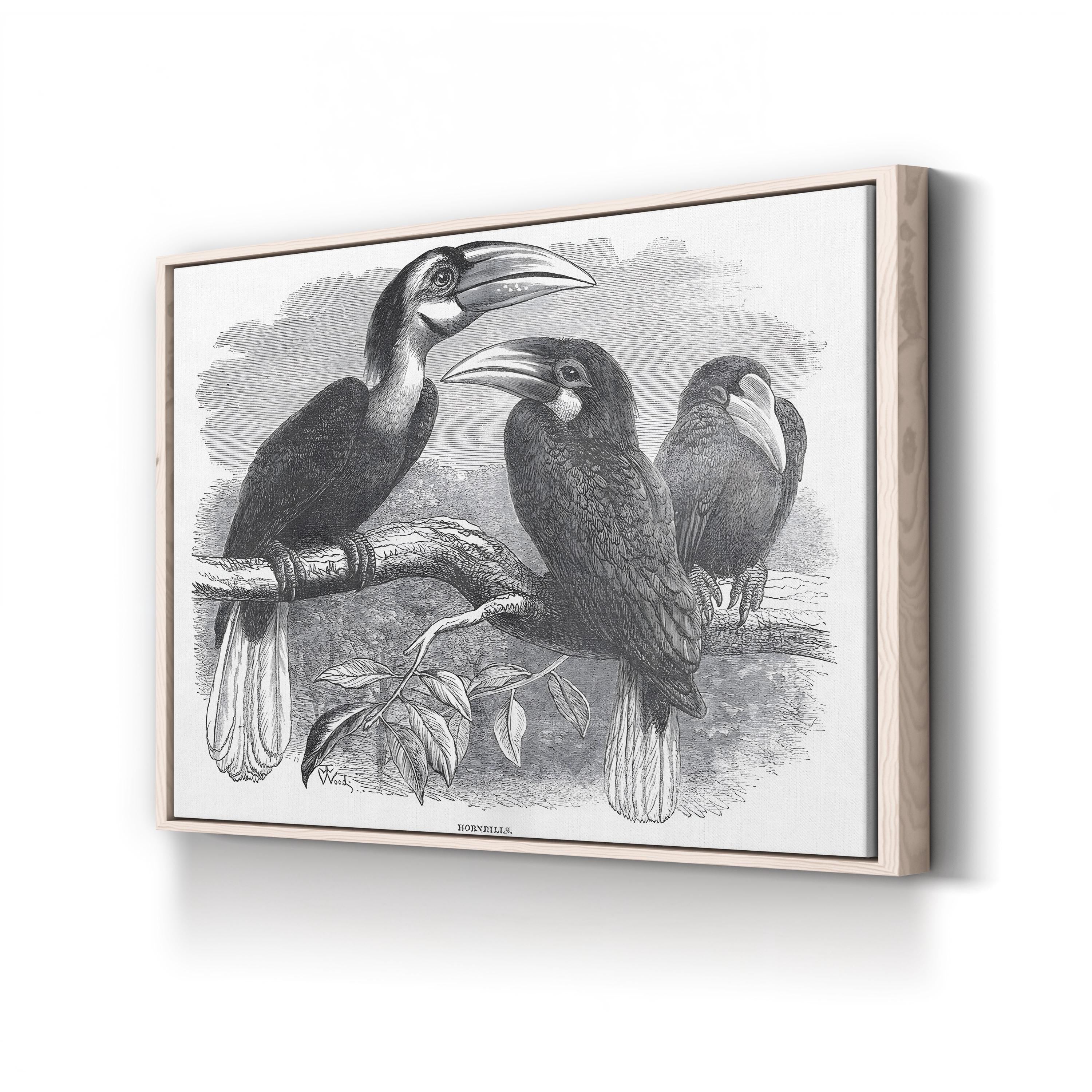Hornbills, 19th Century – Period Illustration Wall Art | Exotic Bird Engraving Canvas Print