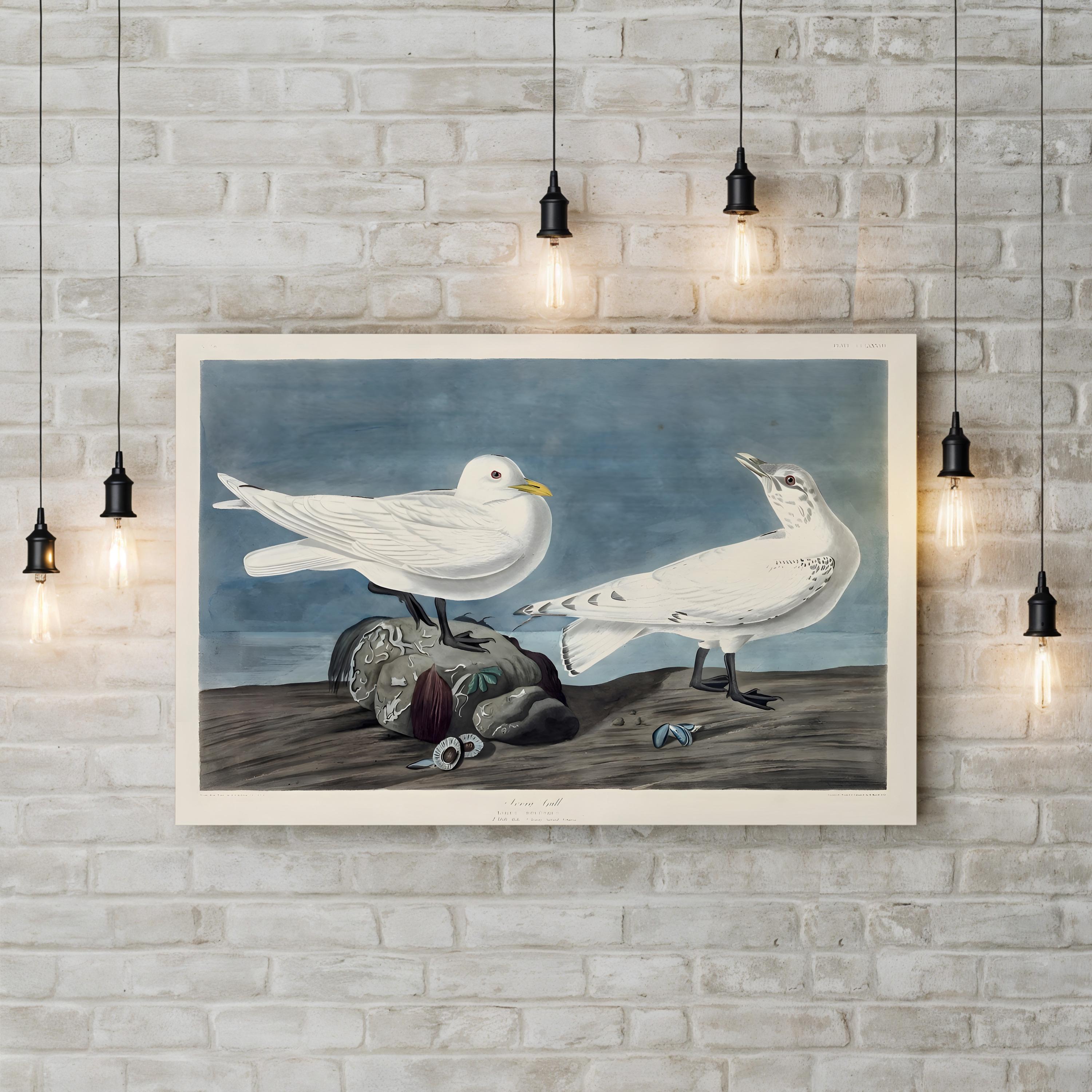 Ivory Gull – John James Audubon Wall Art | 19th-Century Bird Canvas Print