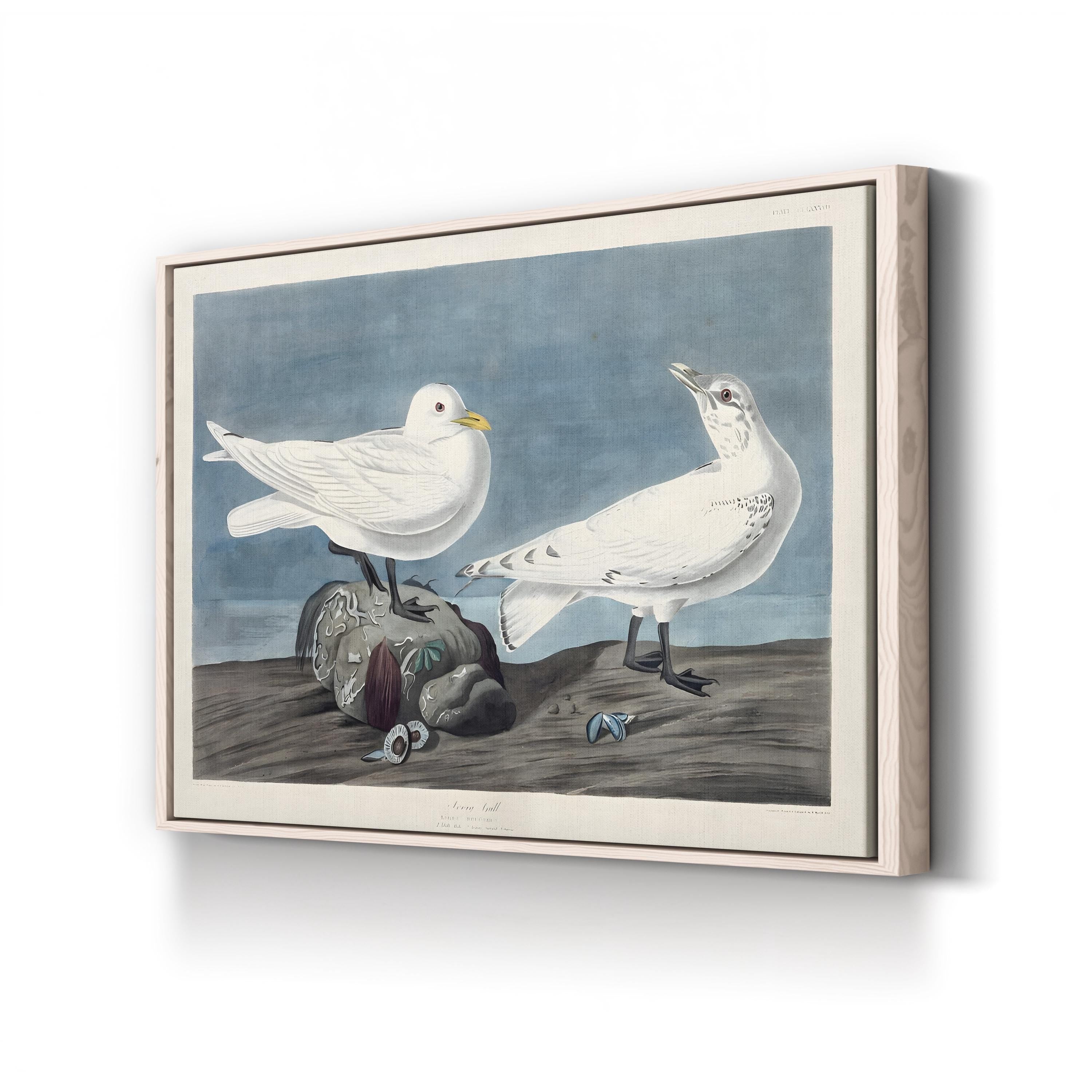 Ivory Gull – John James Audubon Wall Art | 19th-Century Bird Canvas Print