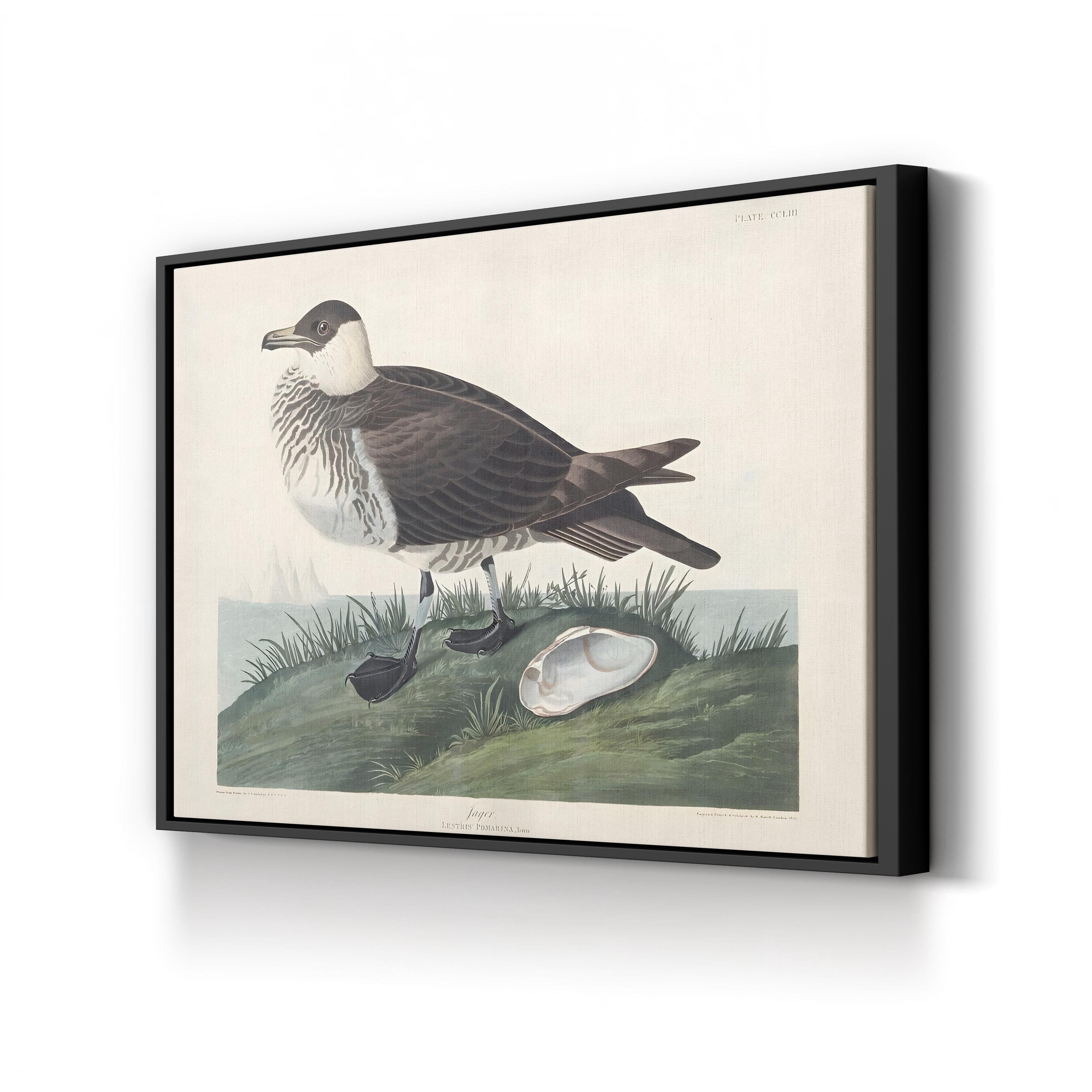 Pomarine Jager, by John James Audubon canvas print in black frame