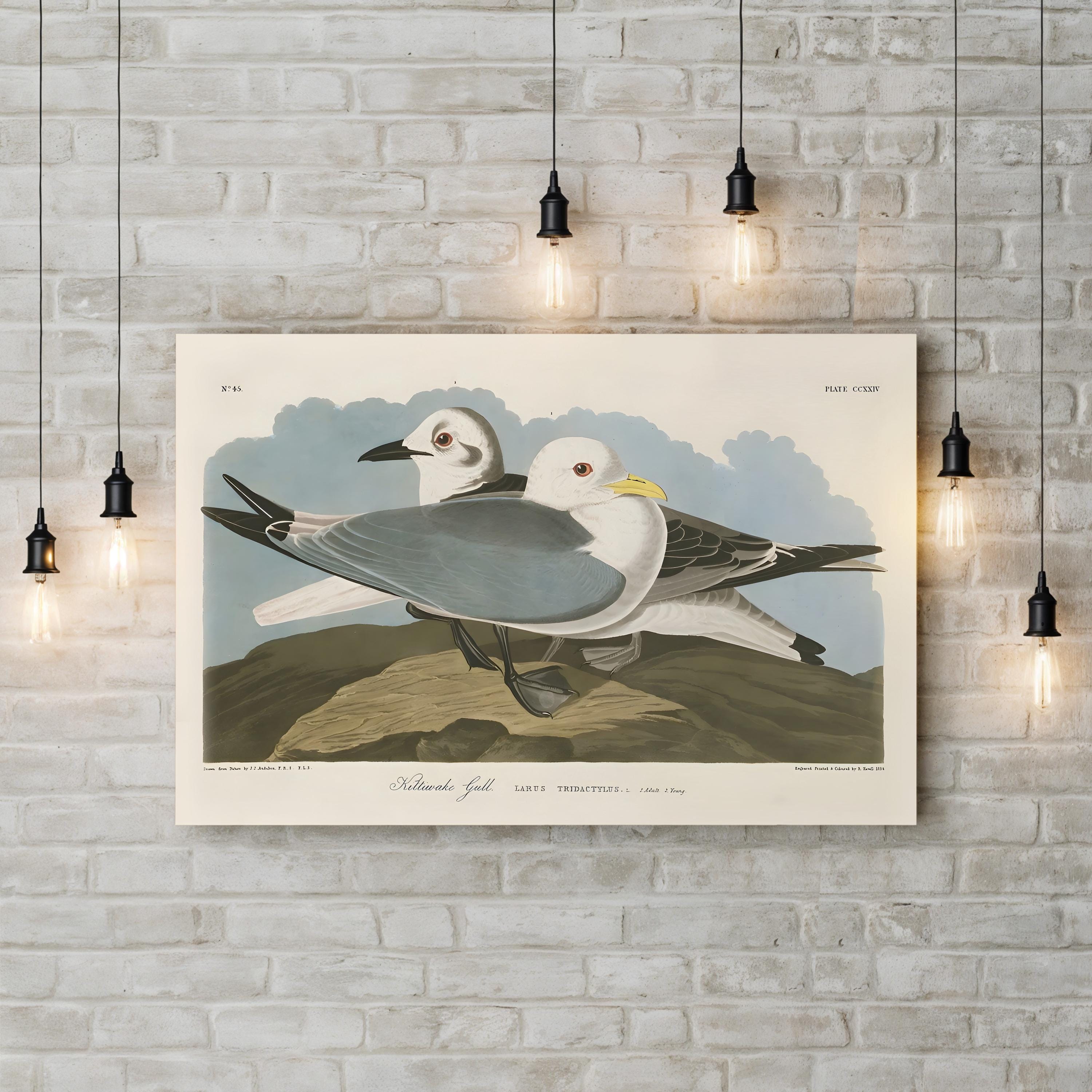 Kittiwake Gull Wall Art by John James Audubon | Vintage Seabird Natural History Illustration Canvas
