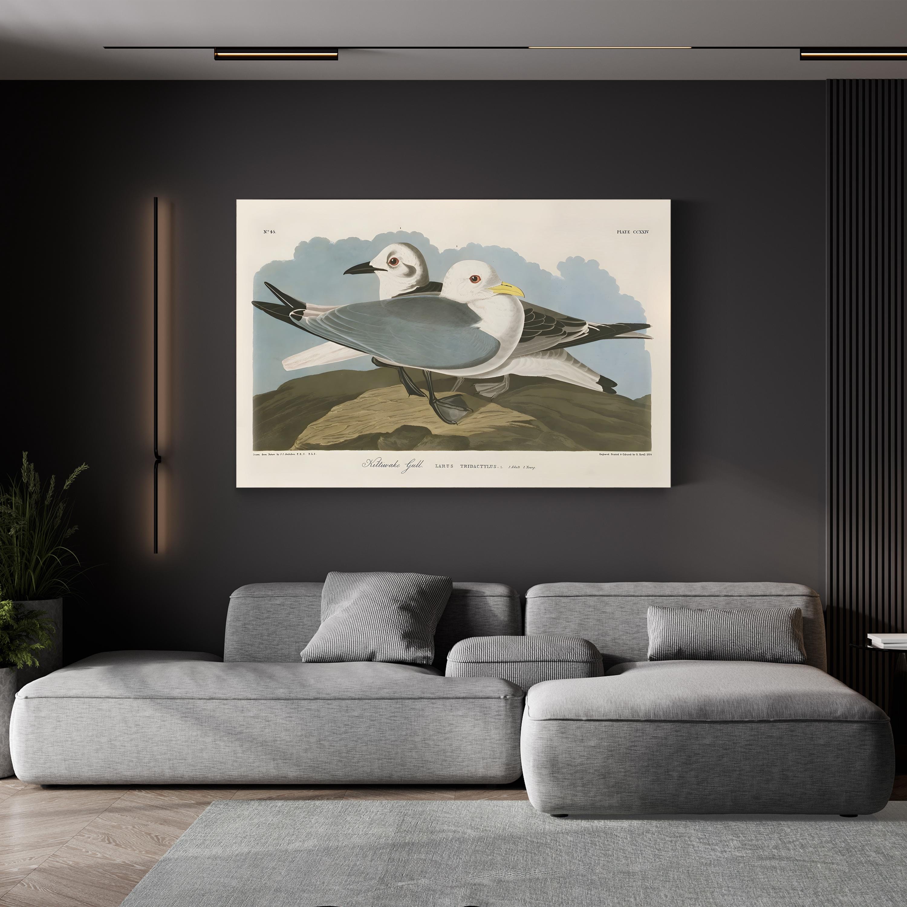 Kittiwake Gull Wall Art by John James Audubon | Vintage Seabird Natural History Illustration Canvas