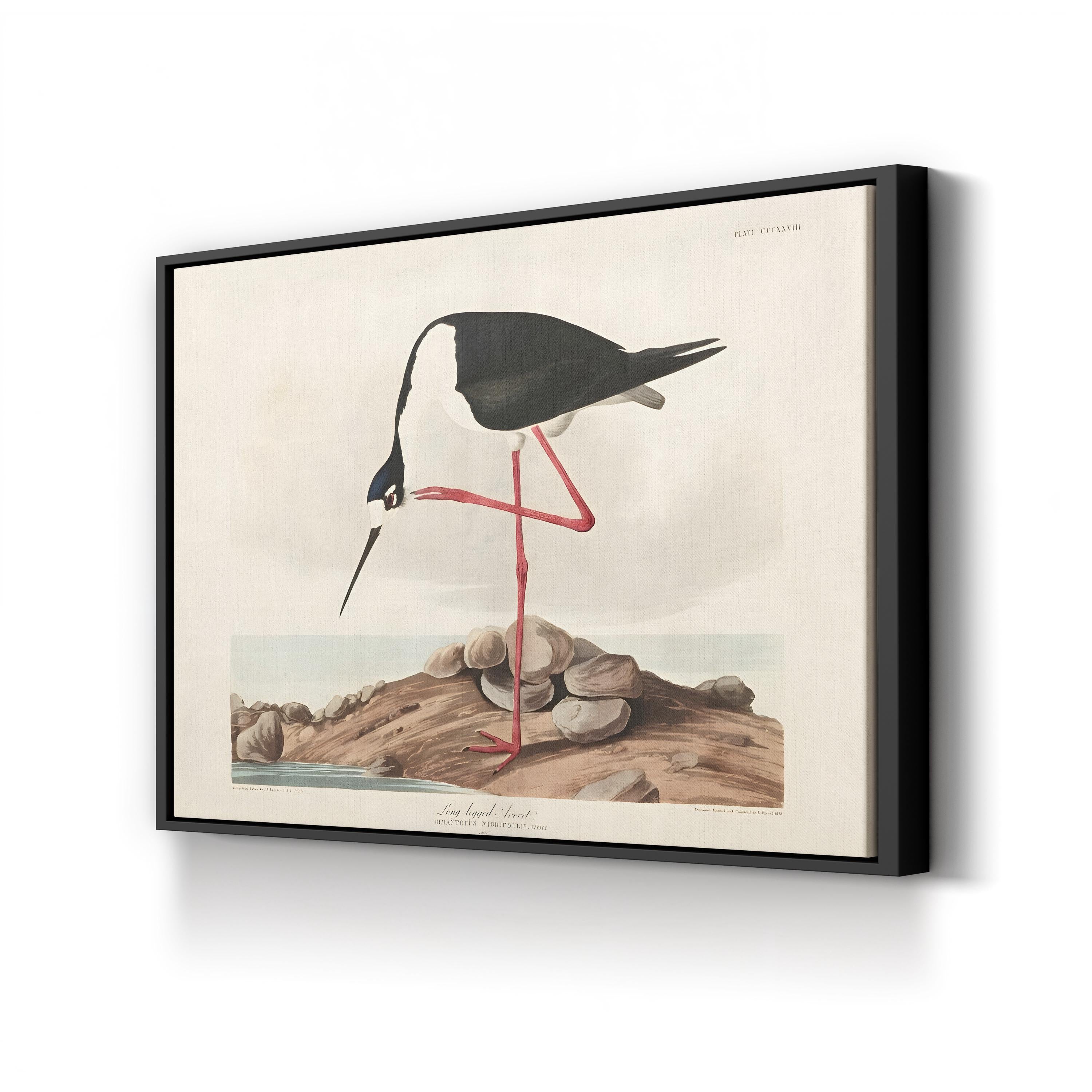 Framed artwork of a long-legged avocet bird on a rock with a white background
