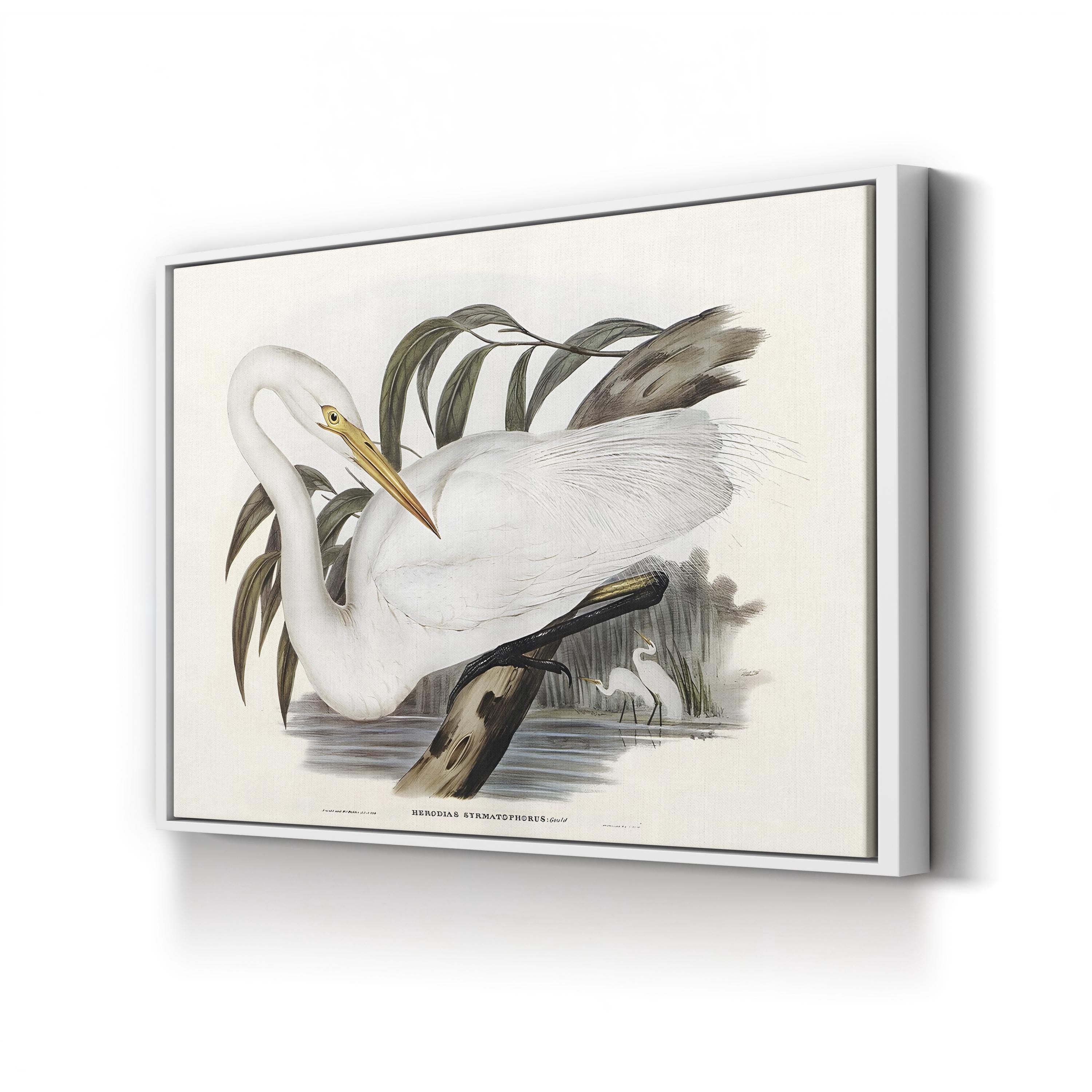 Australian Egret by John Gould canvas print in White Framed Canvas