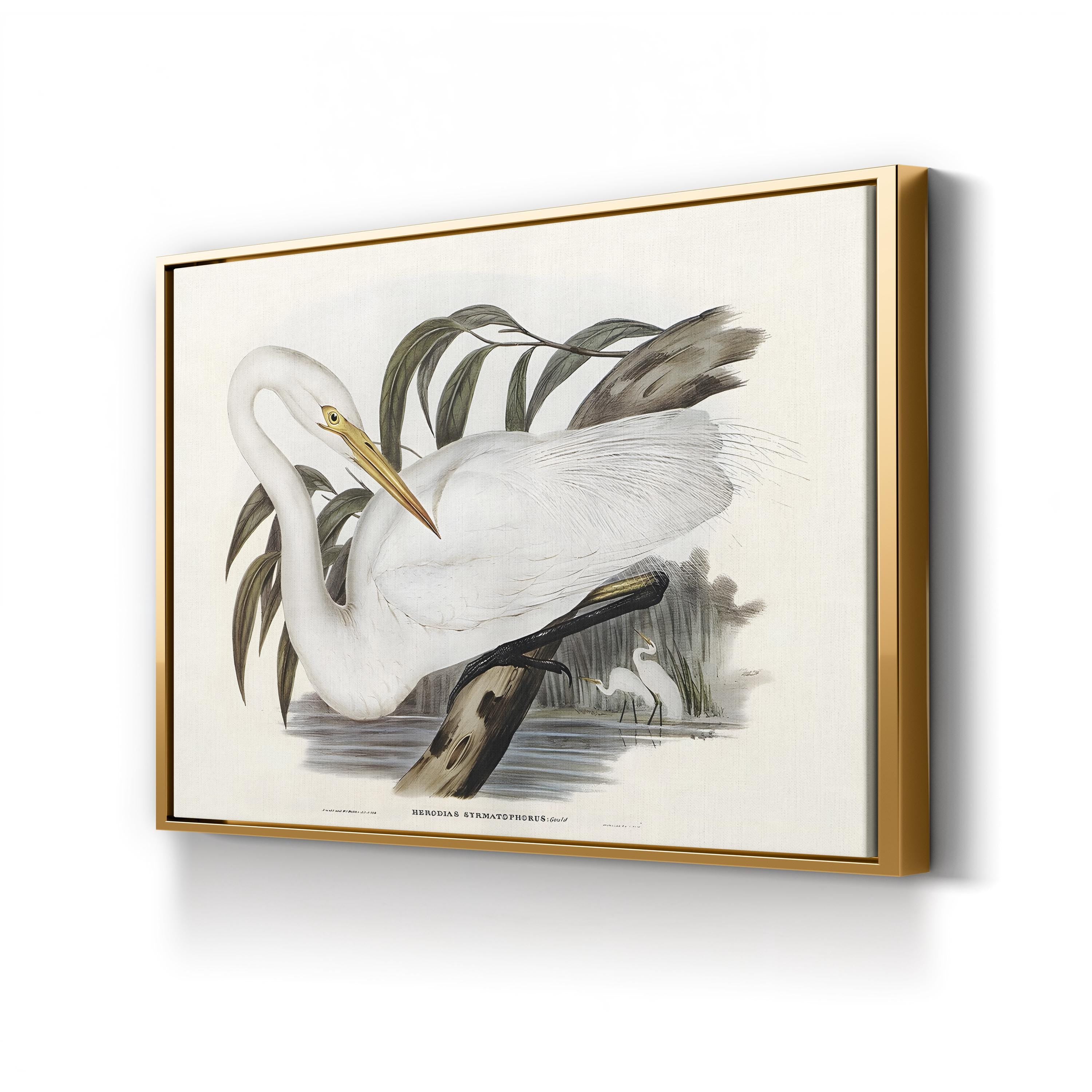 Australian Egret by John Gould canvas print in Gold Framed Canvas