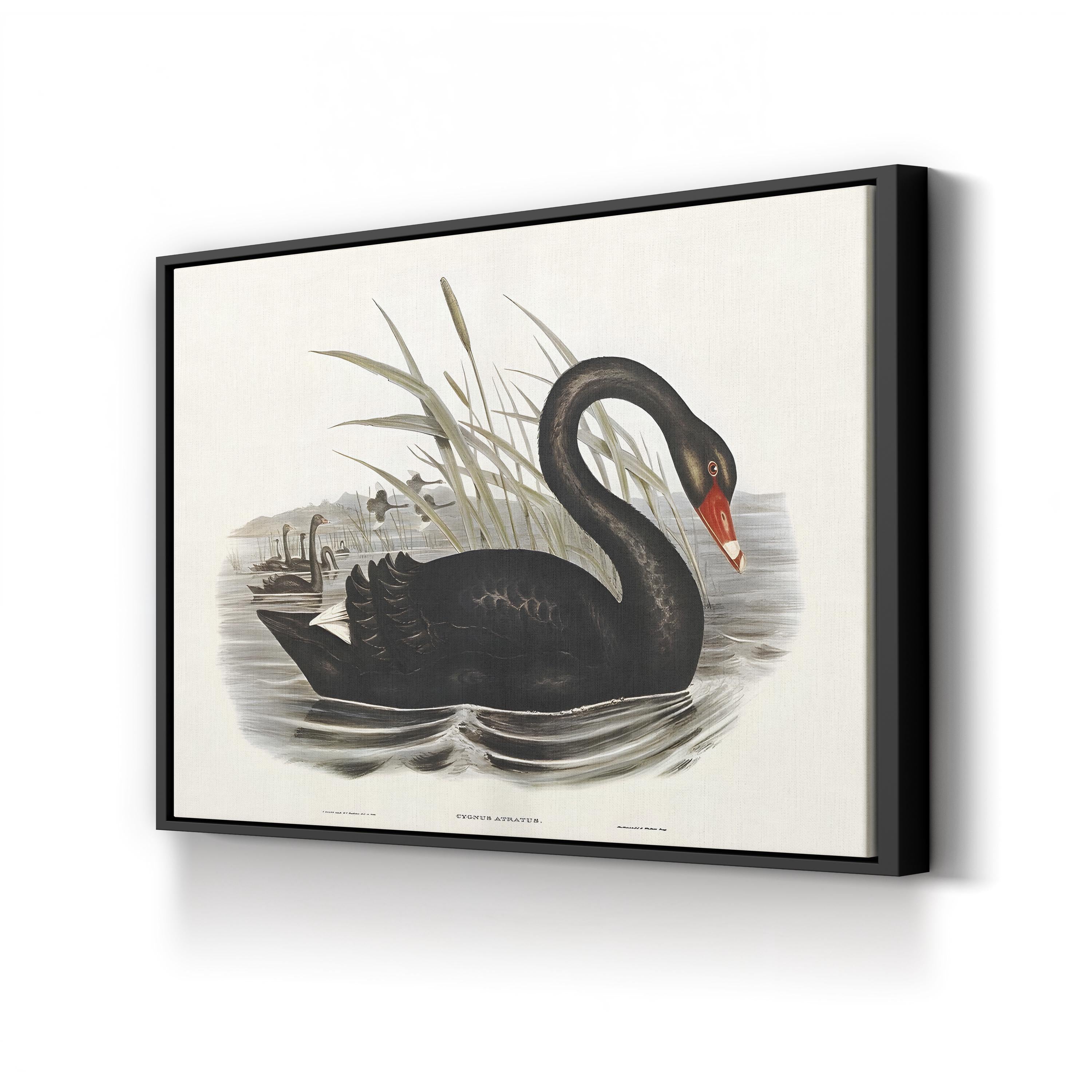 Black Swan, by John Gould and H.C. Richter canvas print in black frame