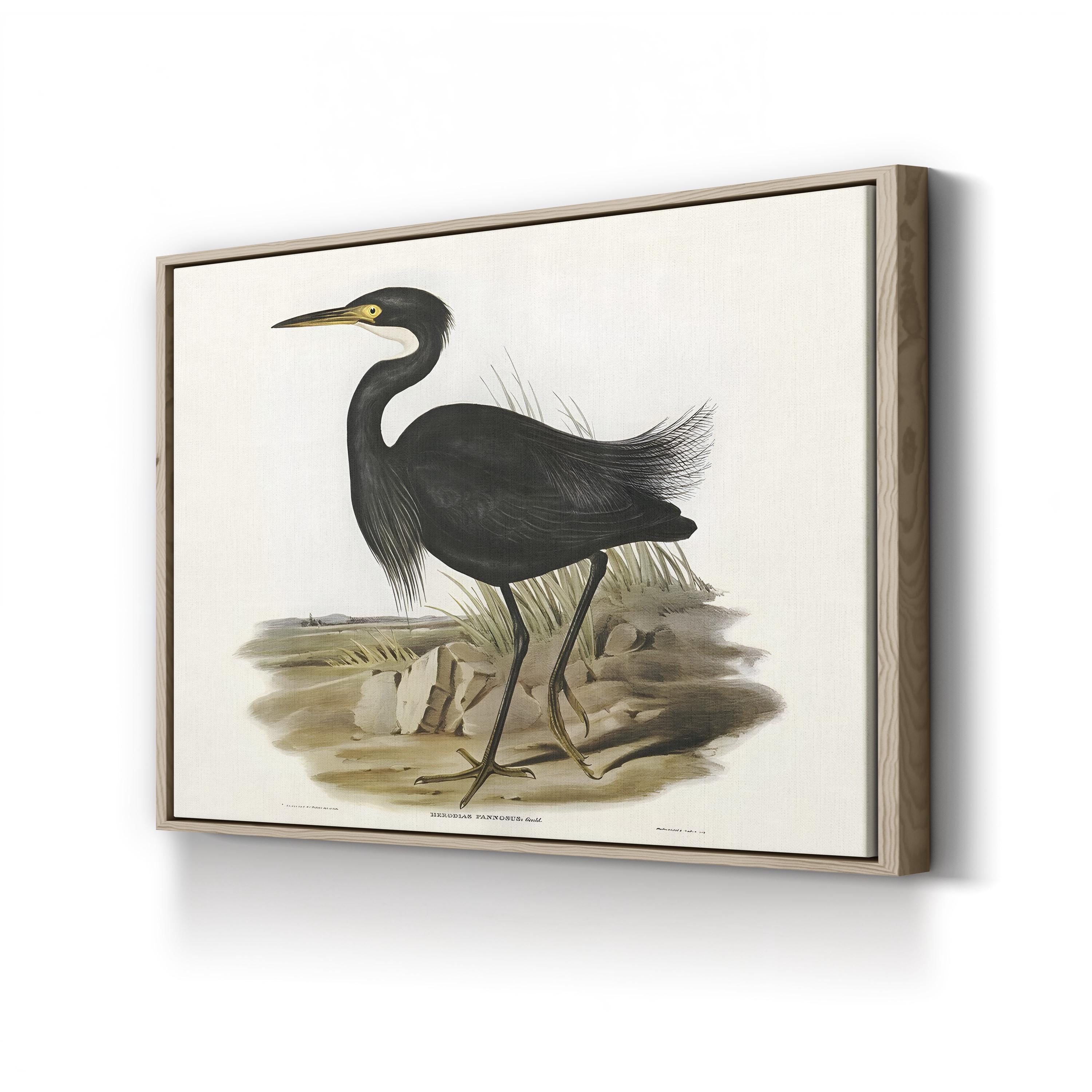 Majestic Waterbird IV Wall Art by Elizabeth Gould – Vintage Ornithological Bird Canvas Print