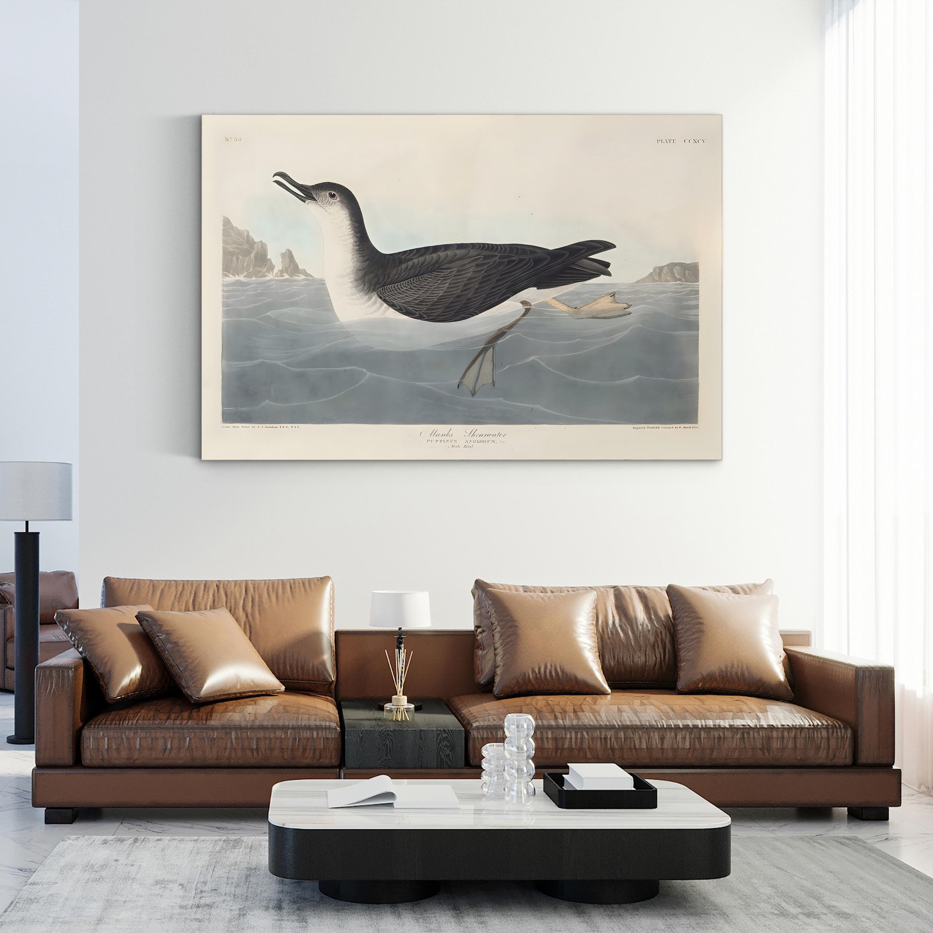 Manks Shearwater Wall Art by John James Audubon