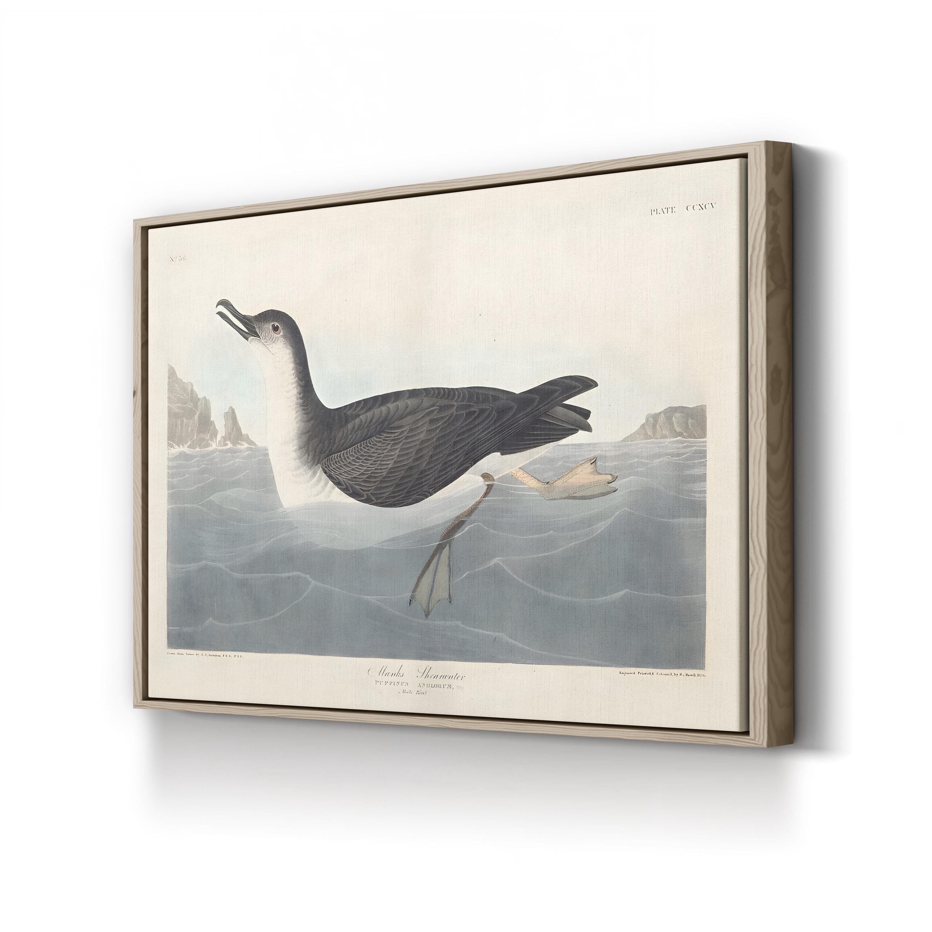 Manks Shearwater Wall Art by John James Audubon