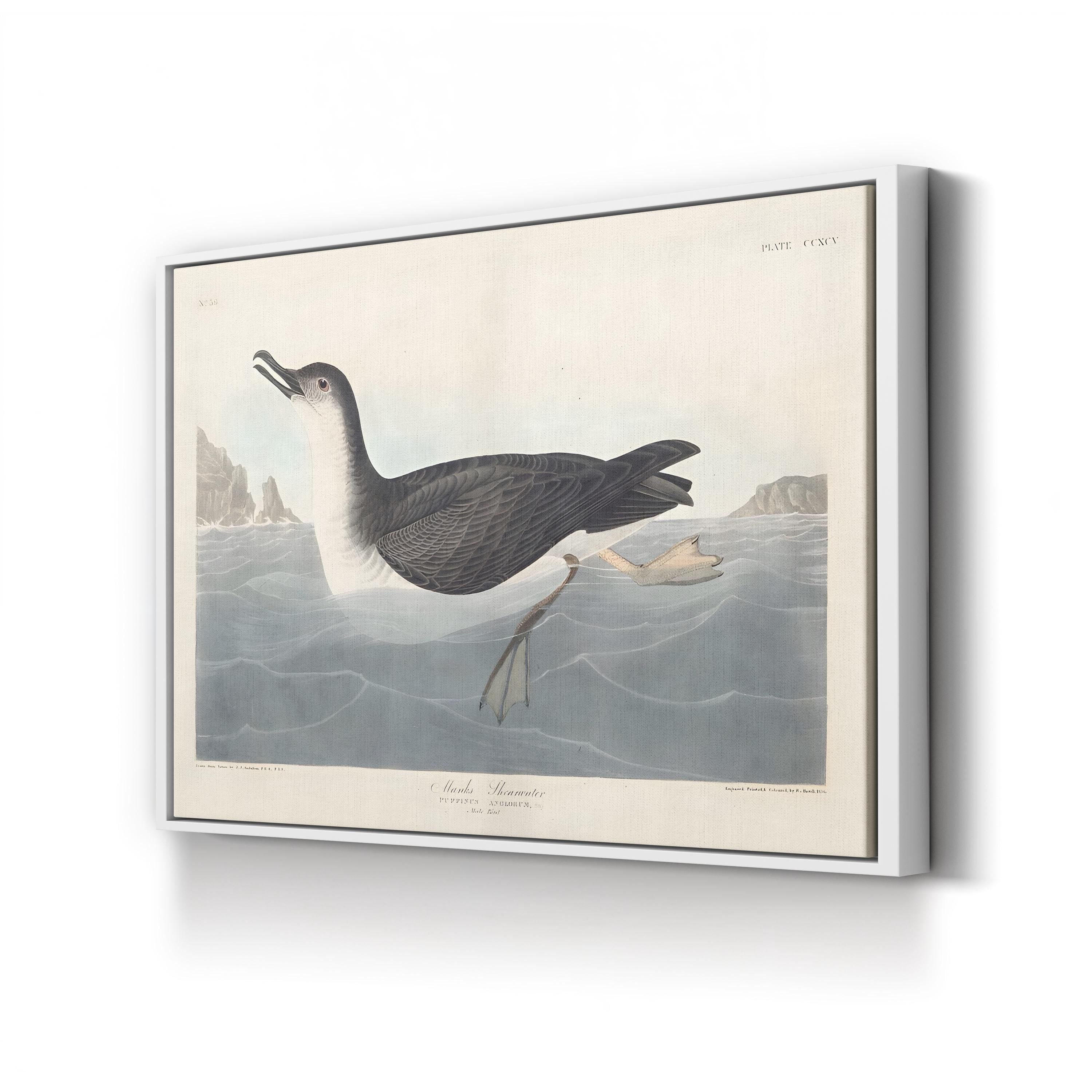 Manks Shearwater Wall Art by John James Audubon