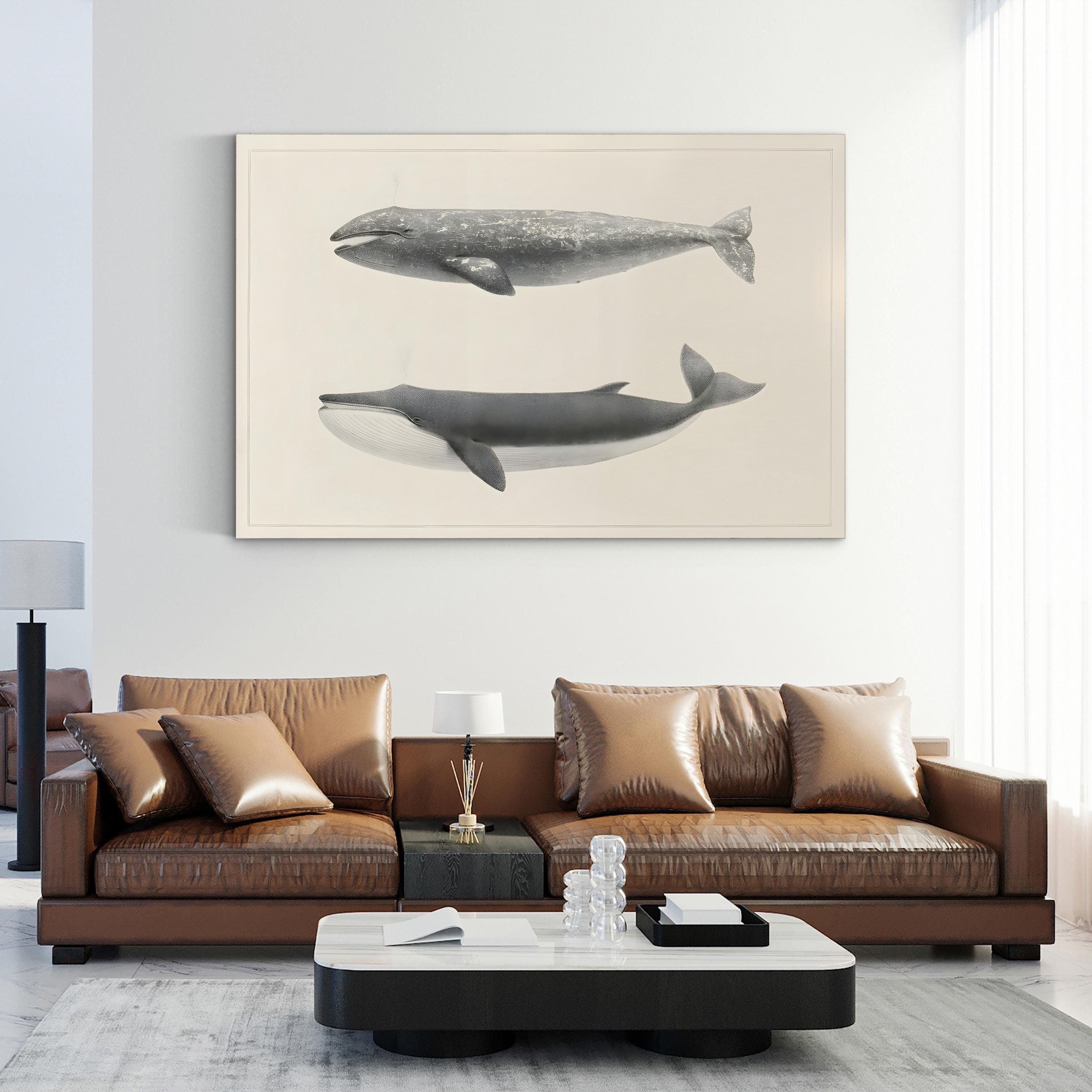 Scammon’s Whale Studies – Period Illustration Wall Art | Vintage Marine Canvas Print