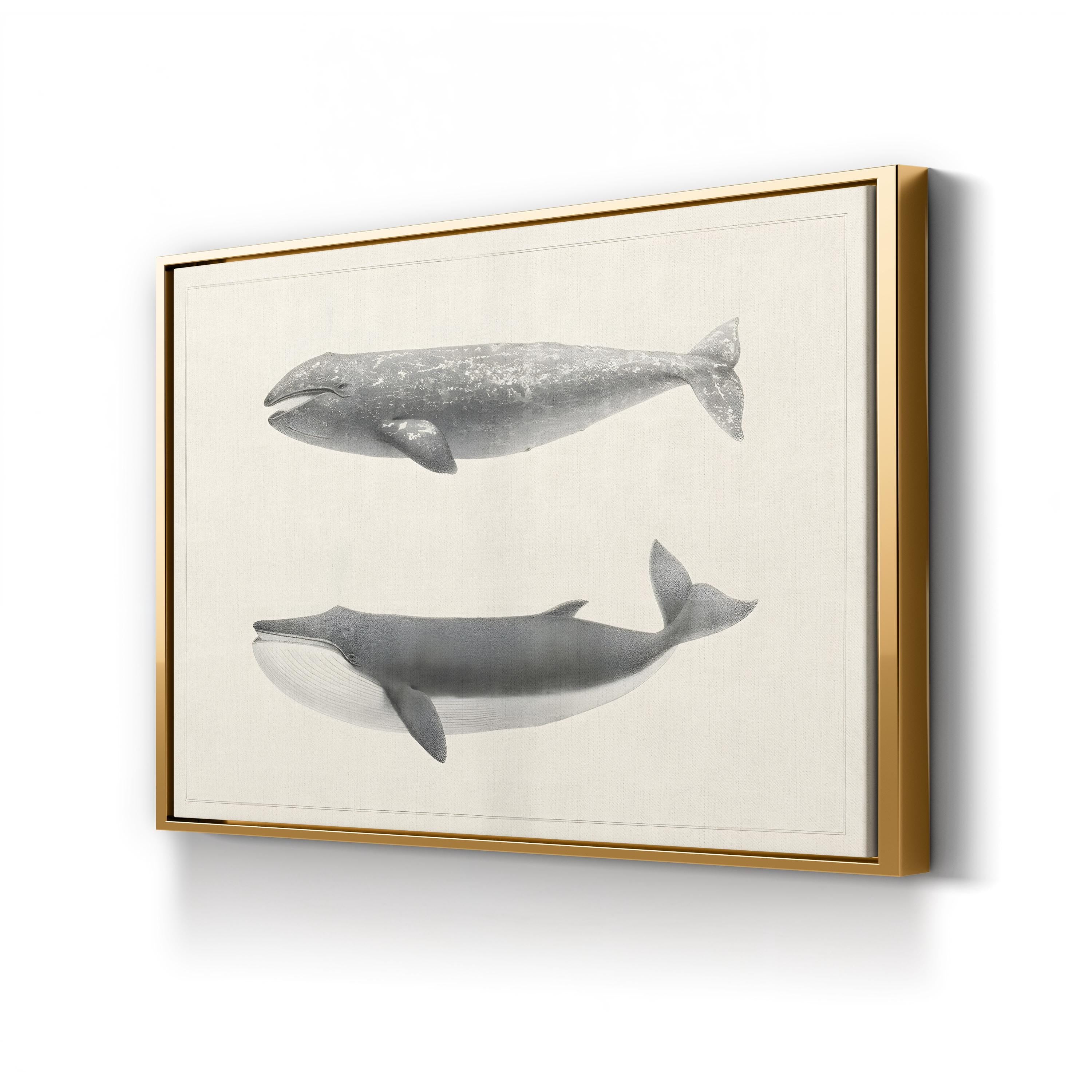 Scammon’s Whale Studies – Period Illustration Wall Art | Vintage Marine Canvas Print