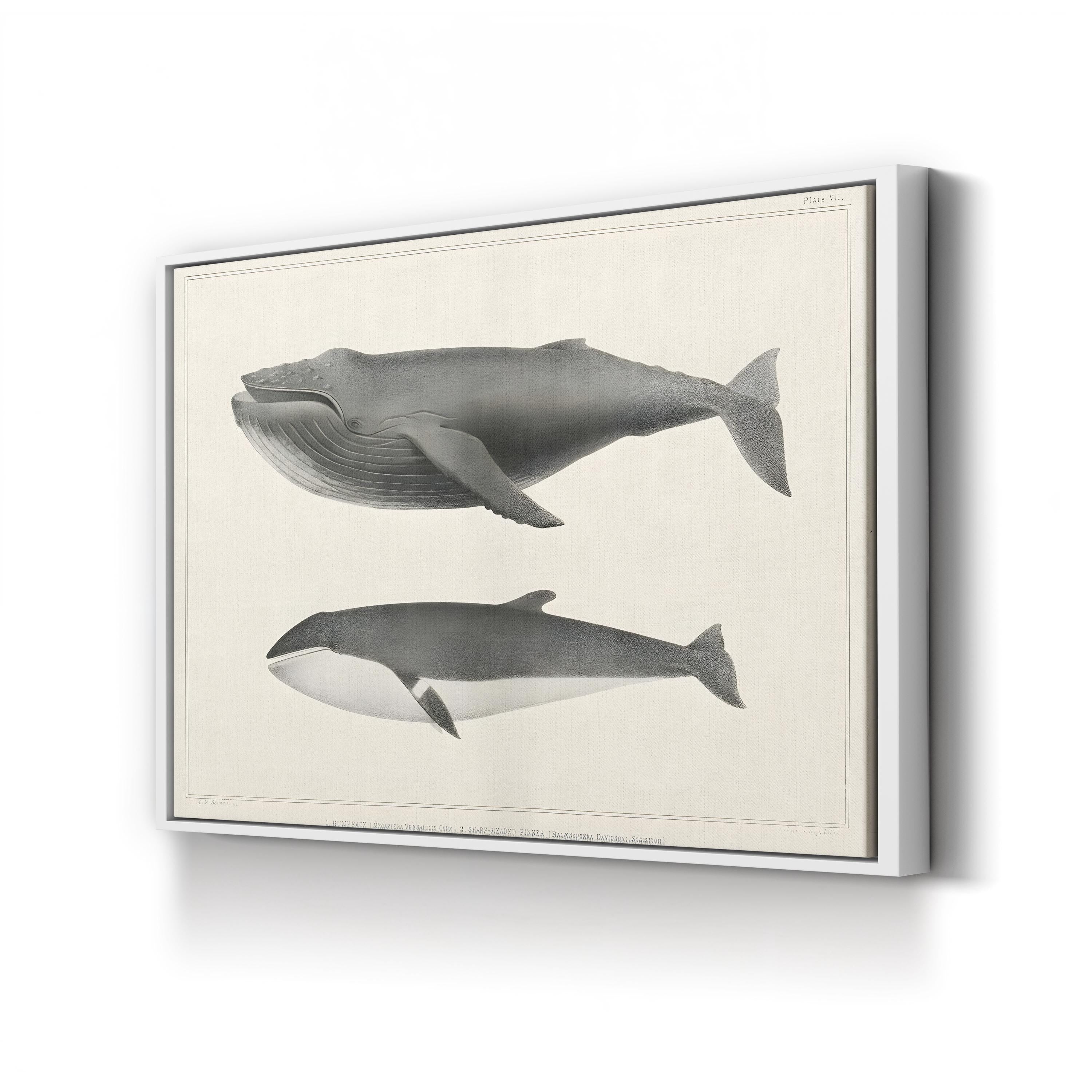 Melville’s Whales II Scientific Study – Charles Melville Scammon Wall Art | Vintage Nautical Canvas Print
