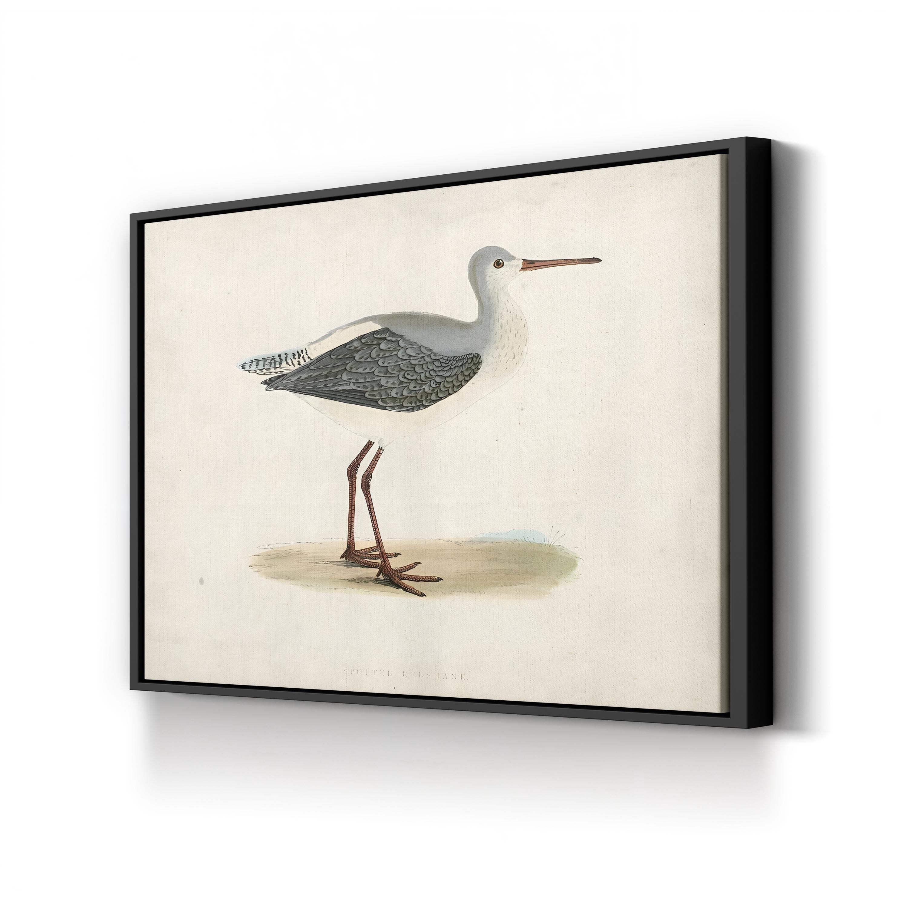 Morris Sandpiper I Canvas Art Print – Vintage Bird Illustration Natural History Wall Art