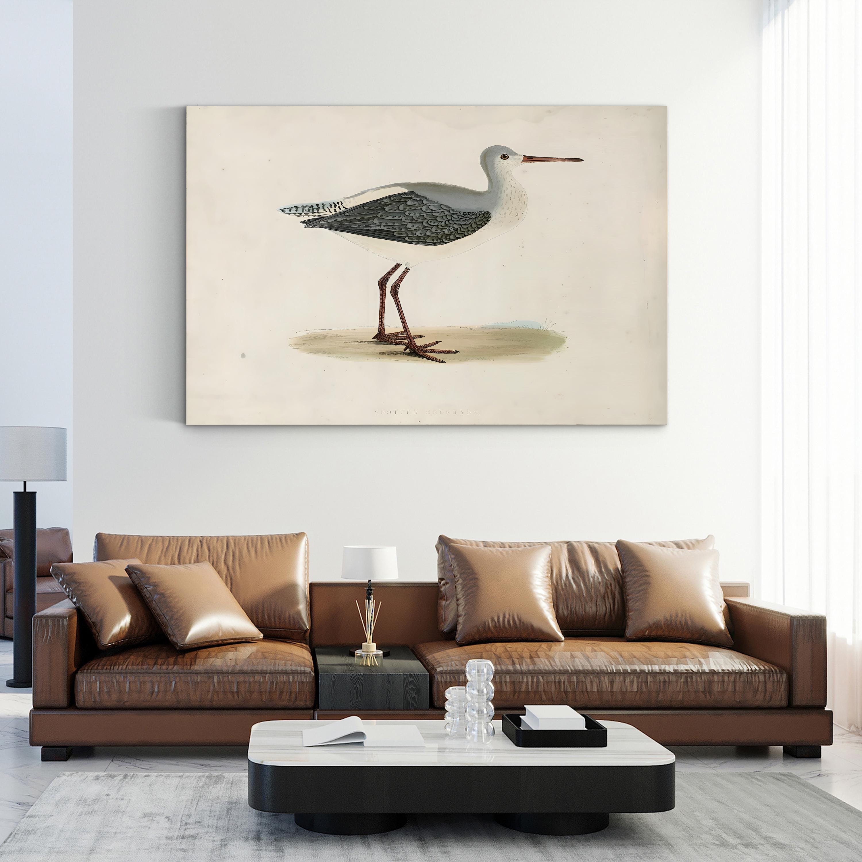 Morris Sandpiper I Canvas Art Print – Vintage Bird Illustration Natural History Wall Art