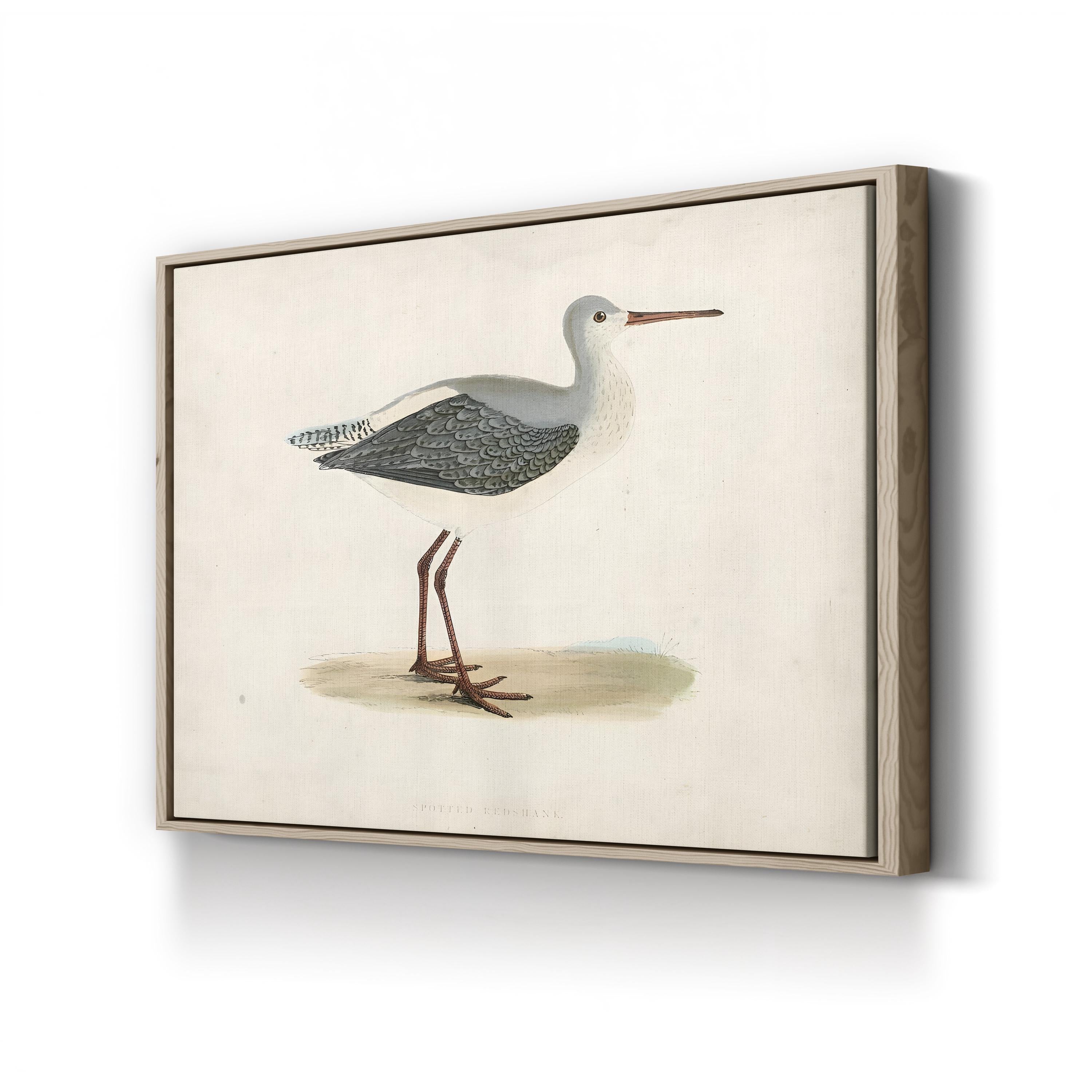 Morris Sandpiper I Canvas Art Print – Vintage Bird Illustration Natural History Wall Art