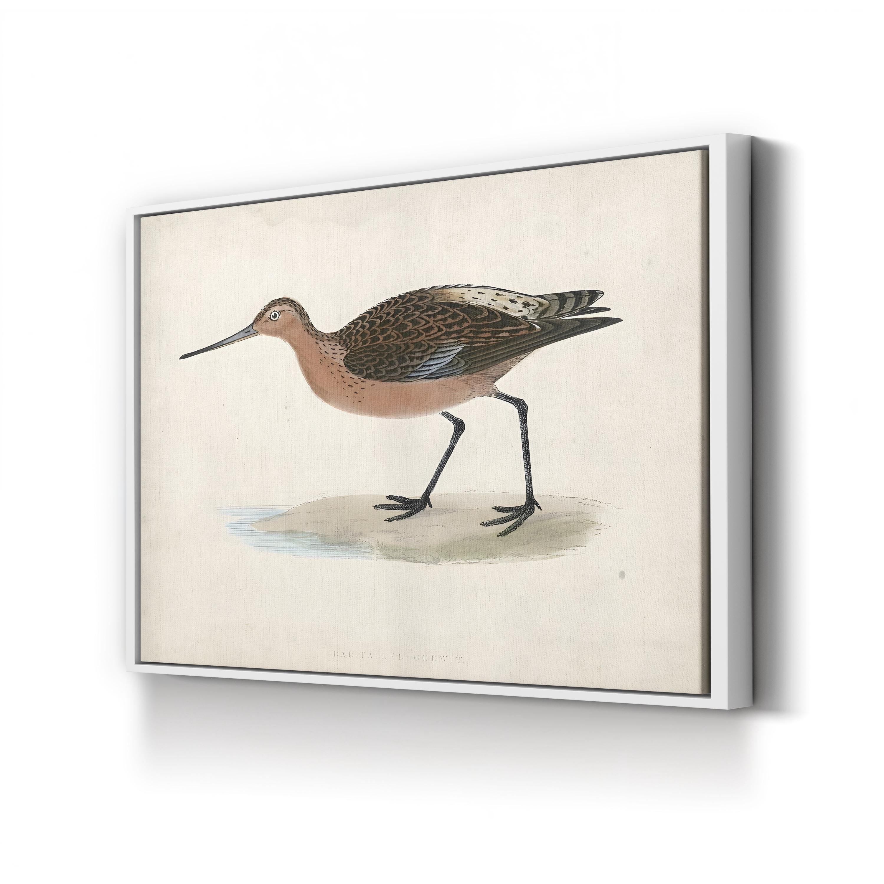 Bar-Tailed Godwit, by Rev. Francis Orpen Morris canvas print in White frame