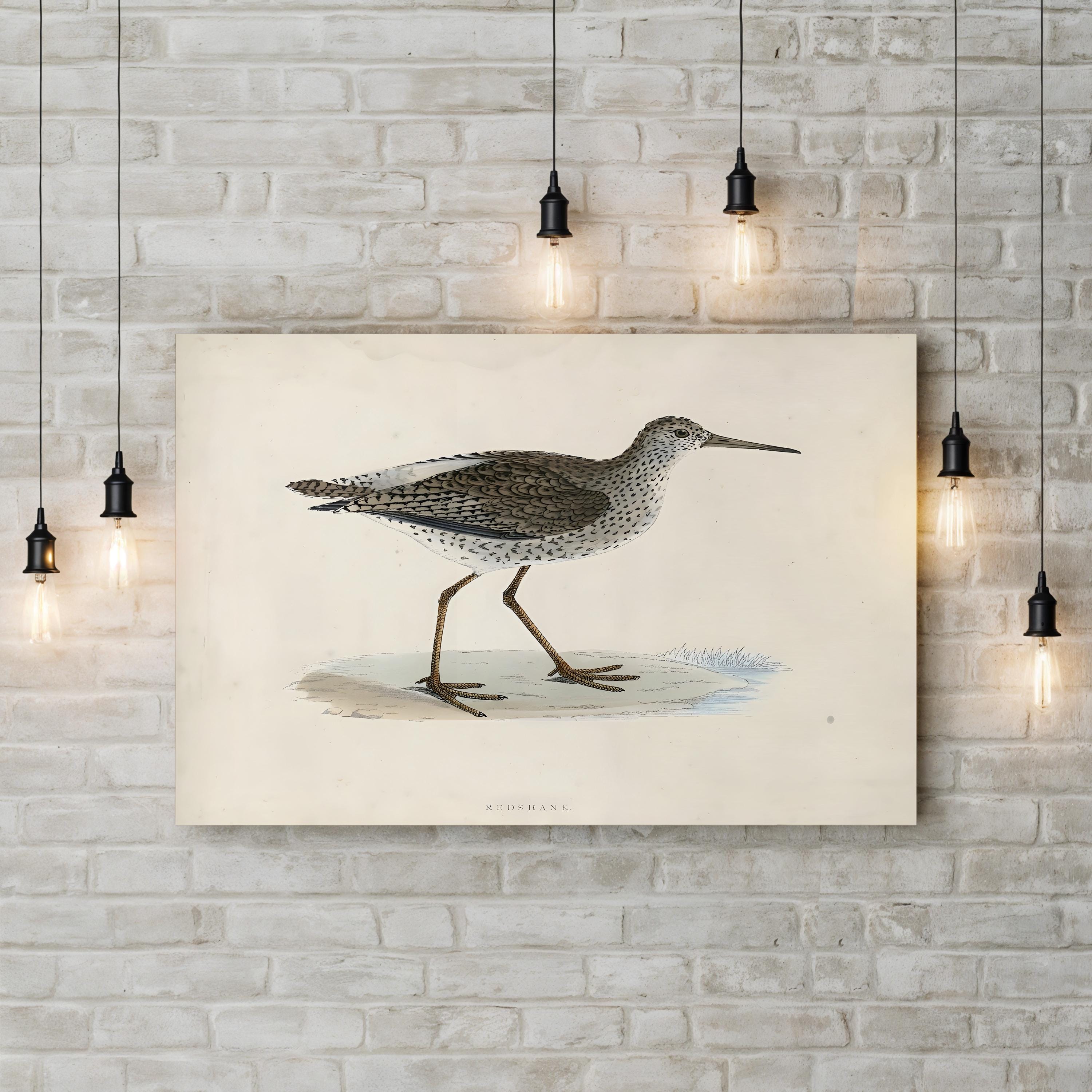 Vintage Sandpiper, Neutral Tones – Period Illustration Wall Art | Coastal Canvas Print