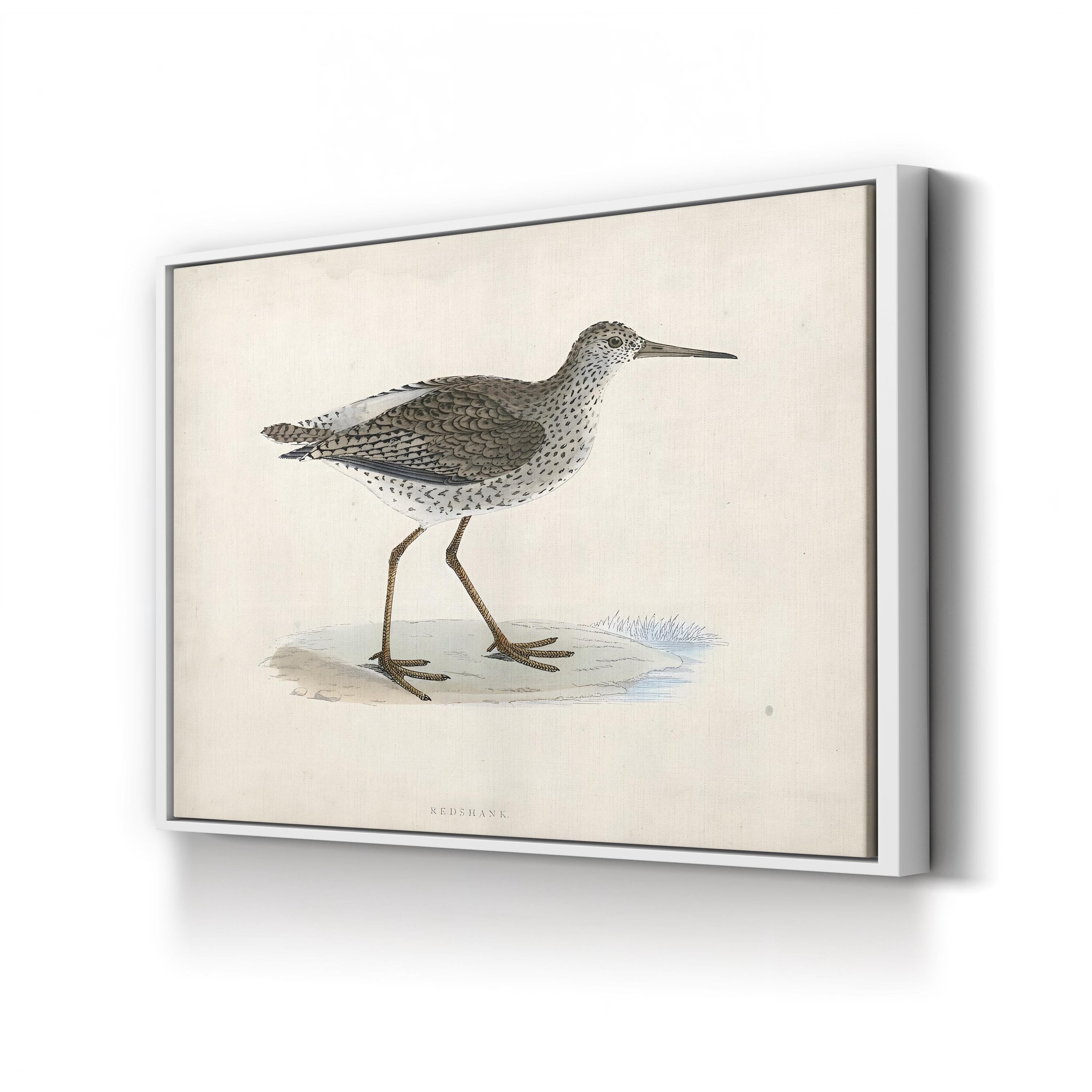 Vintage Sandpiper, Neutral Tones – Period Illustration Wall Art | Coastal Canvas Print