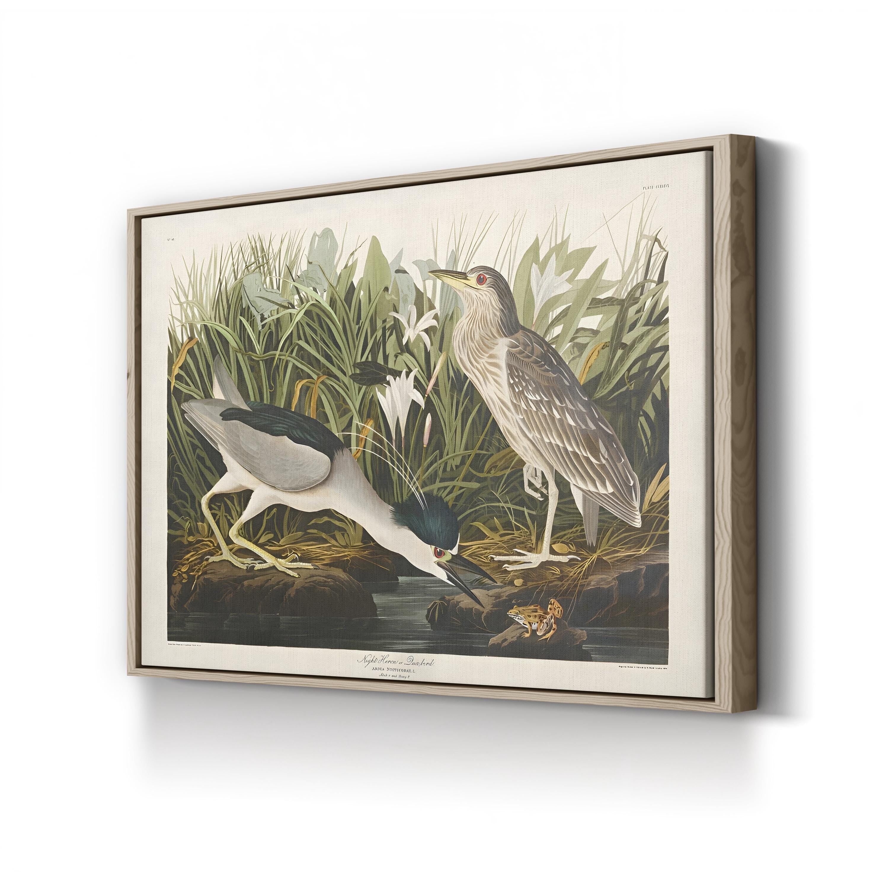 Night Heron – John James Audubon Wall Art | Vintage Wetlands Bird Canvas Print