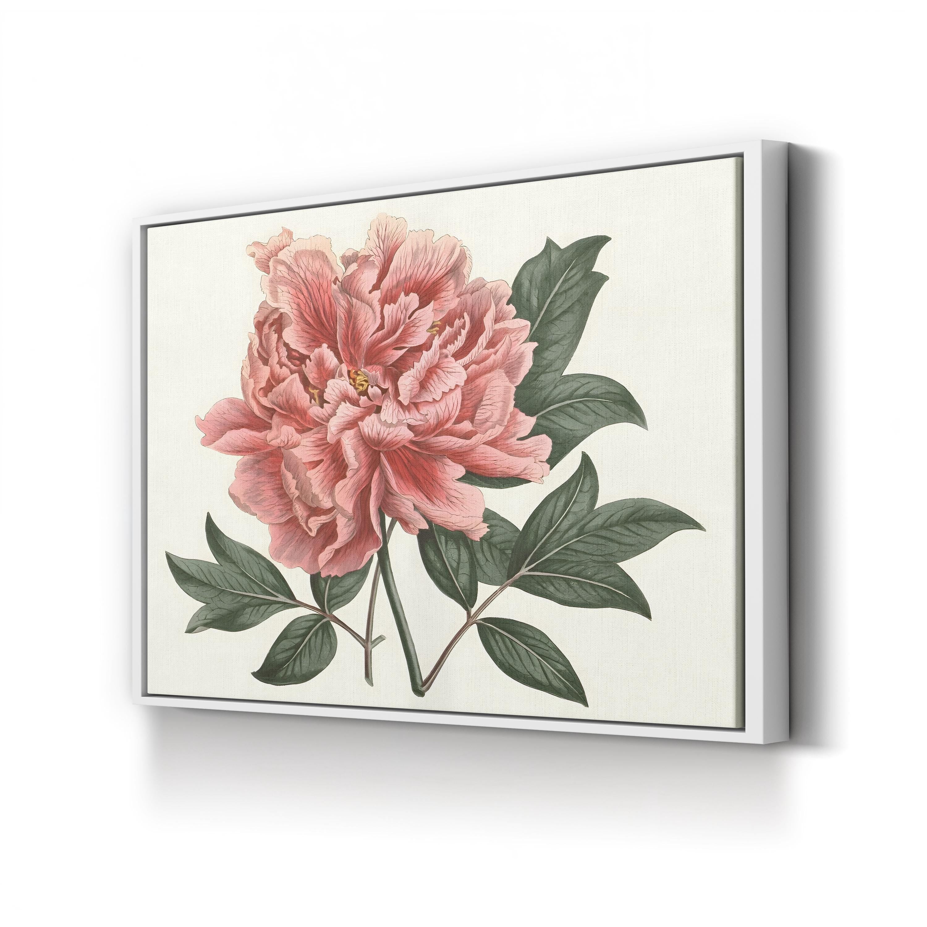 Peony Blush I – Vintage Botanical Floral Wall Art by Curtis Art