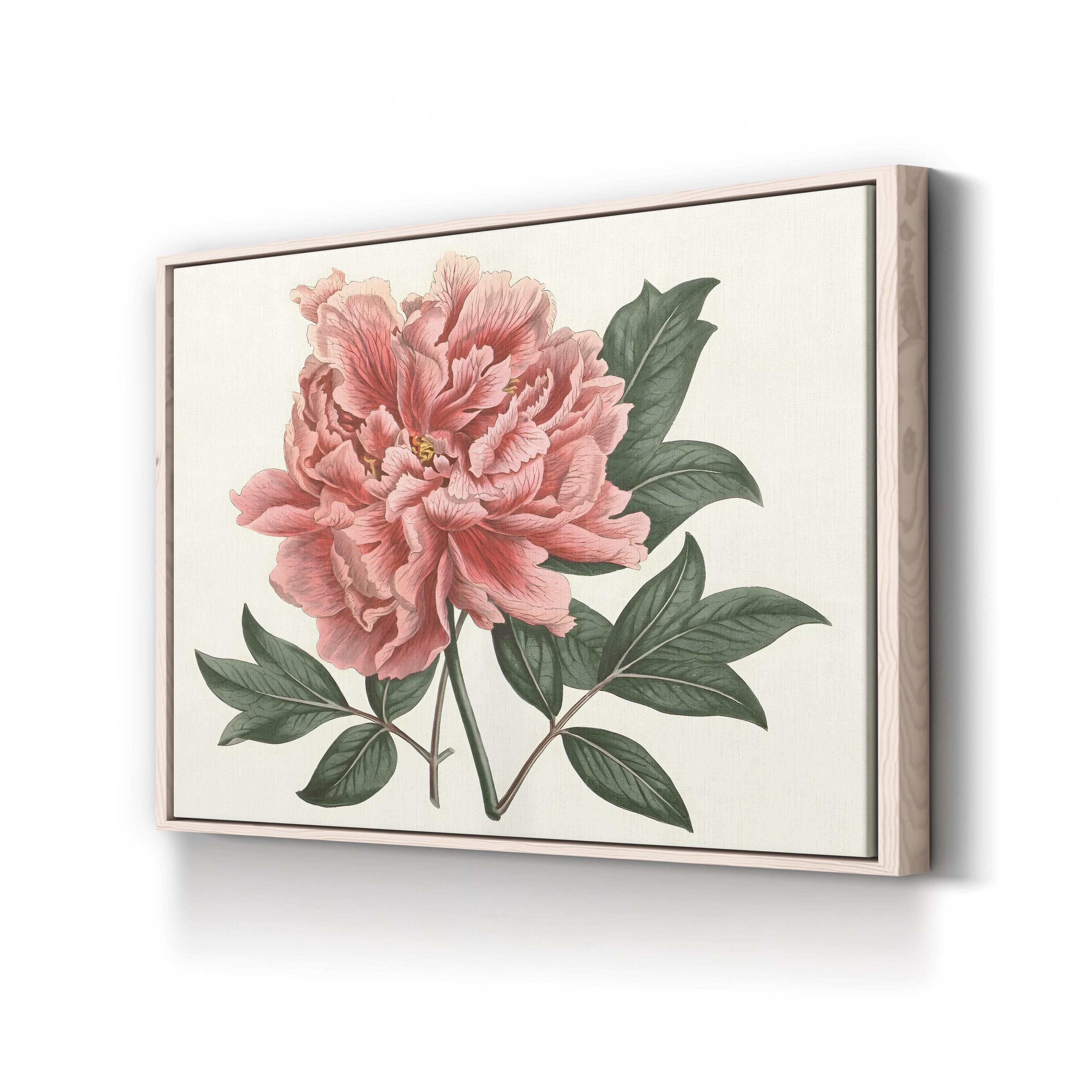 Peony Blush I – Vintage Botanical Floral Wall Art by Curtis Art