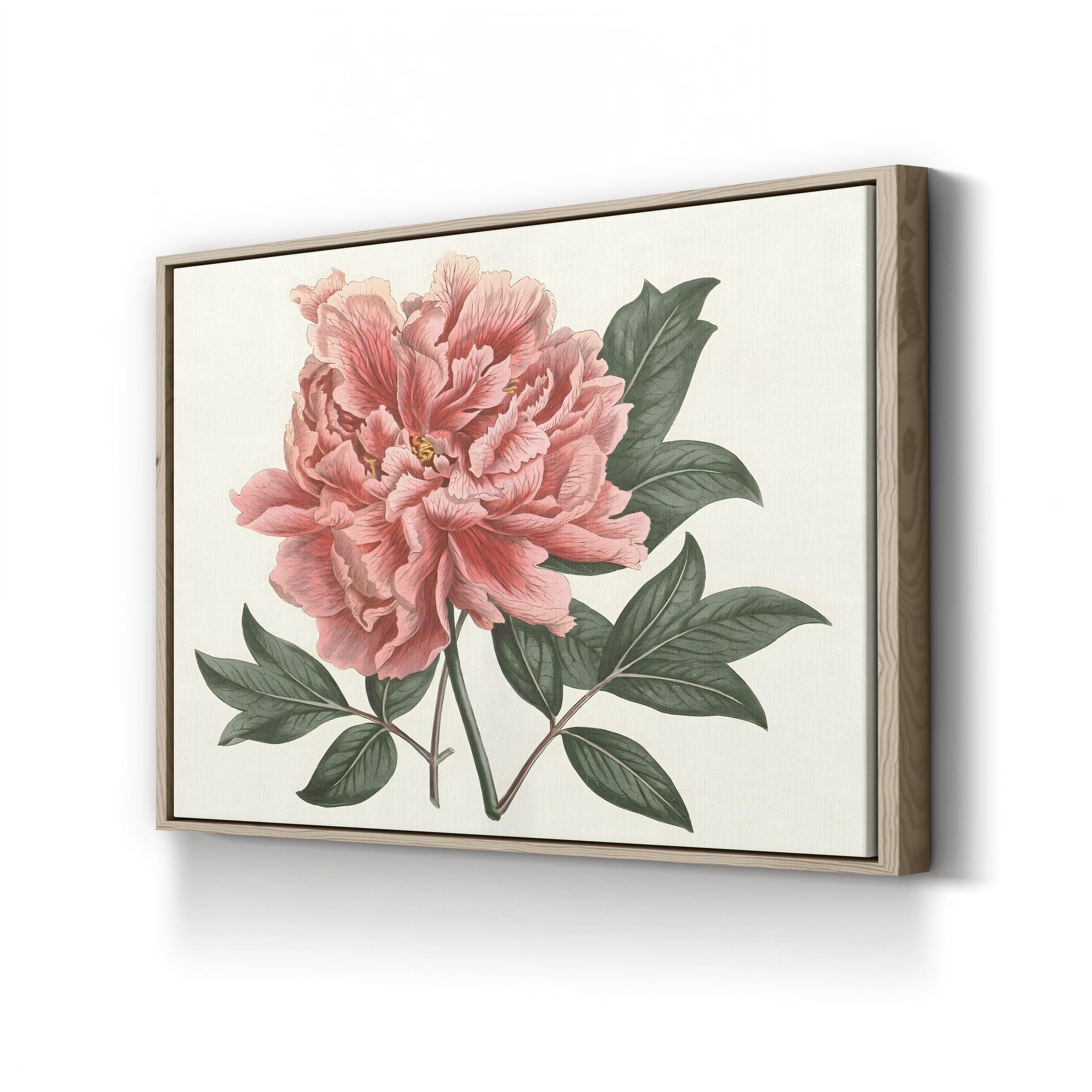 Peony Blush I – Vintage Botanical Floral Wall Art by Curtis Art