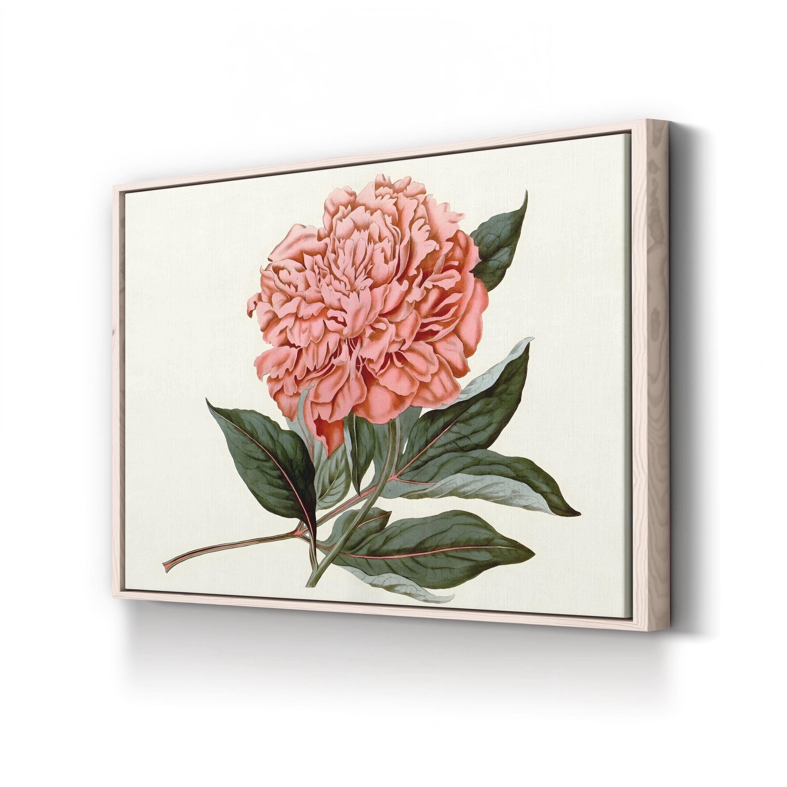 Peony Blush II – Vintage Botanical Floral Wall Art by Curtis Art