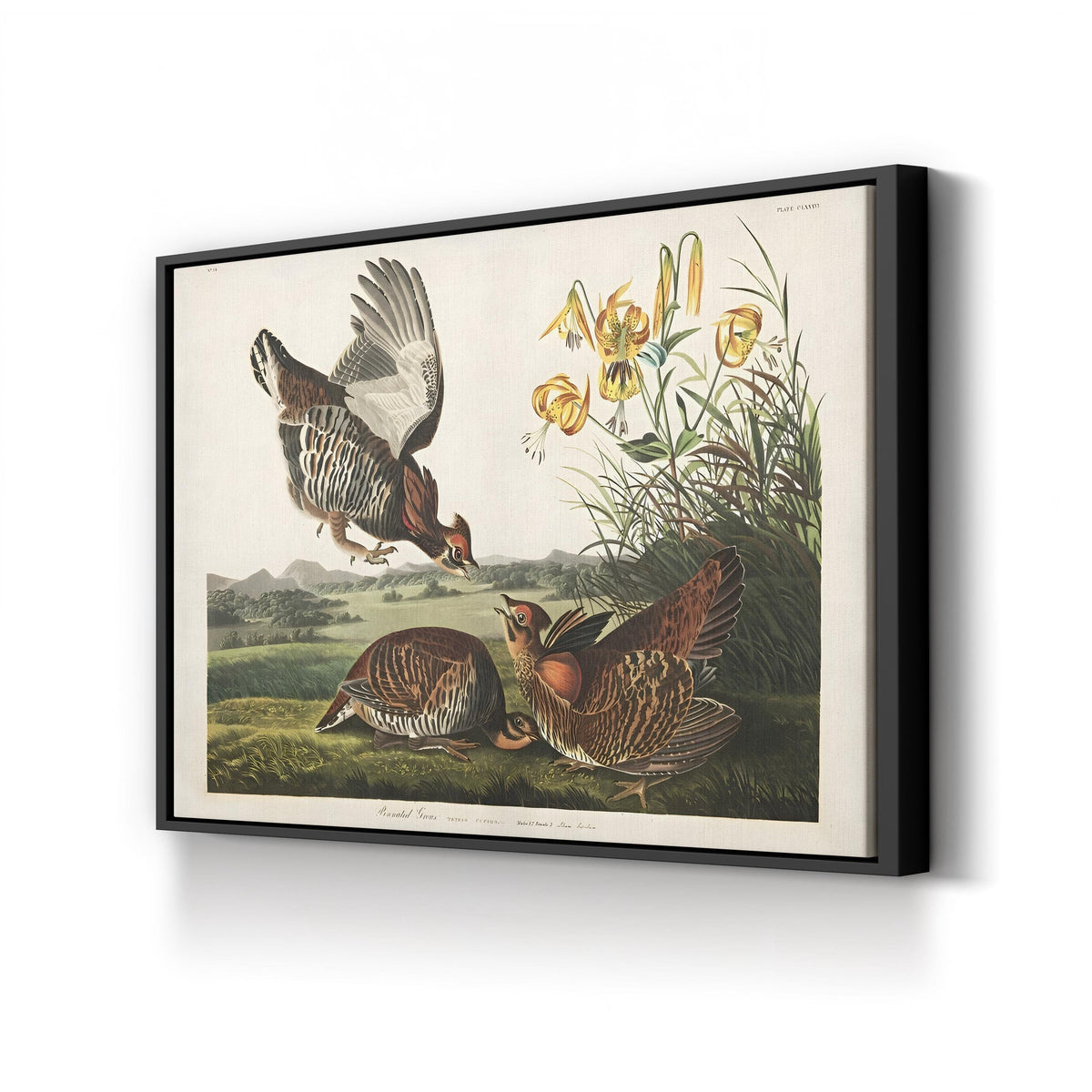Pinnated Grouse, c. 1834 by John James Audubon canvas print in Black Framed Canvas