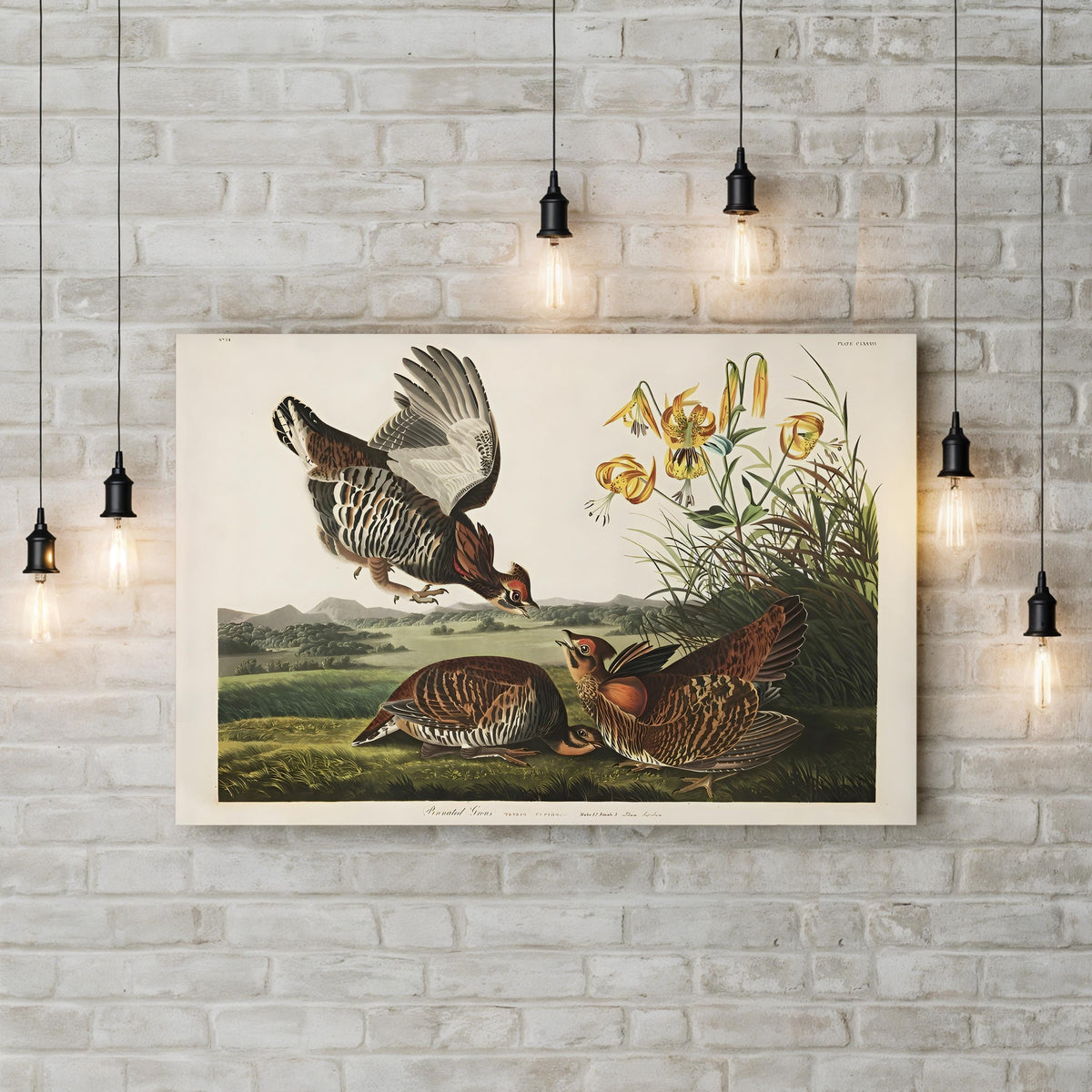 Pinnated Grouse, c. 1834 by John James Audubon canvas print displayed on a wall with accent lighting