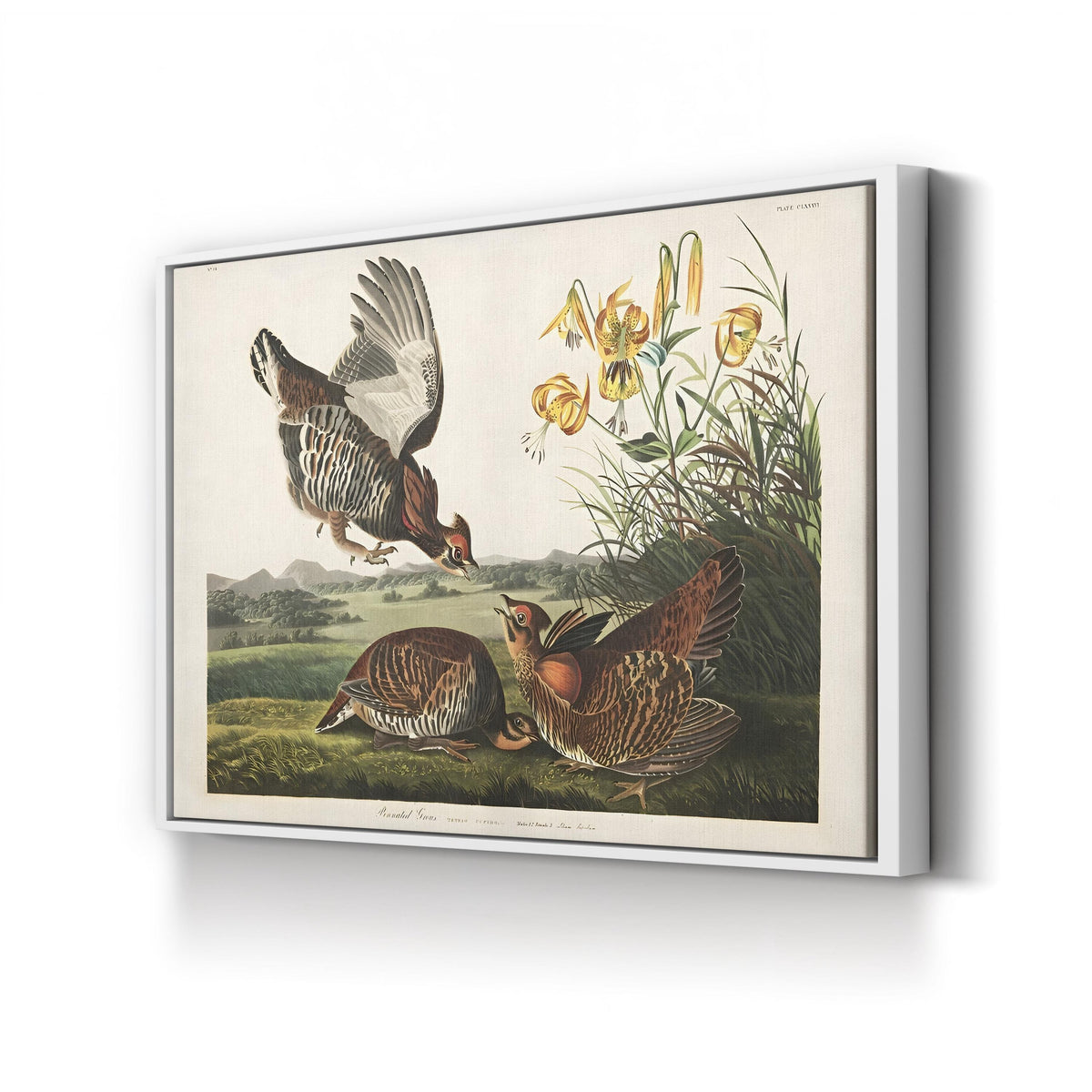 Pinnated Grouse, by John James Audubon canvas print in White frame