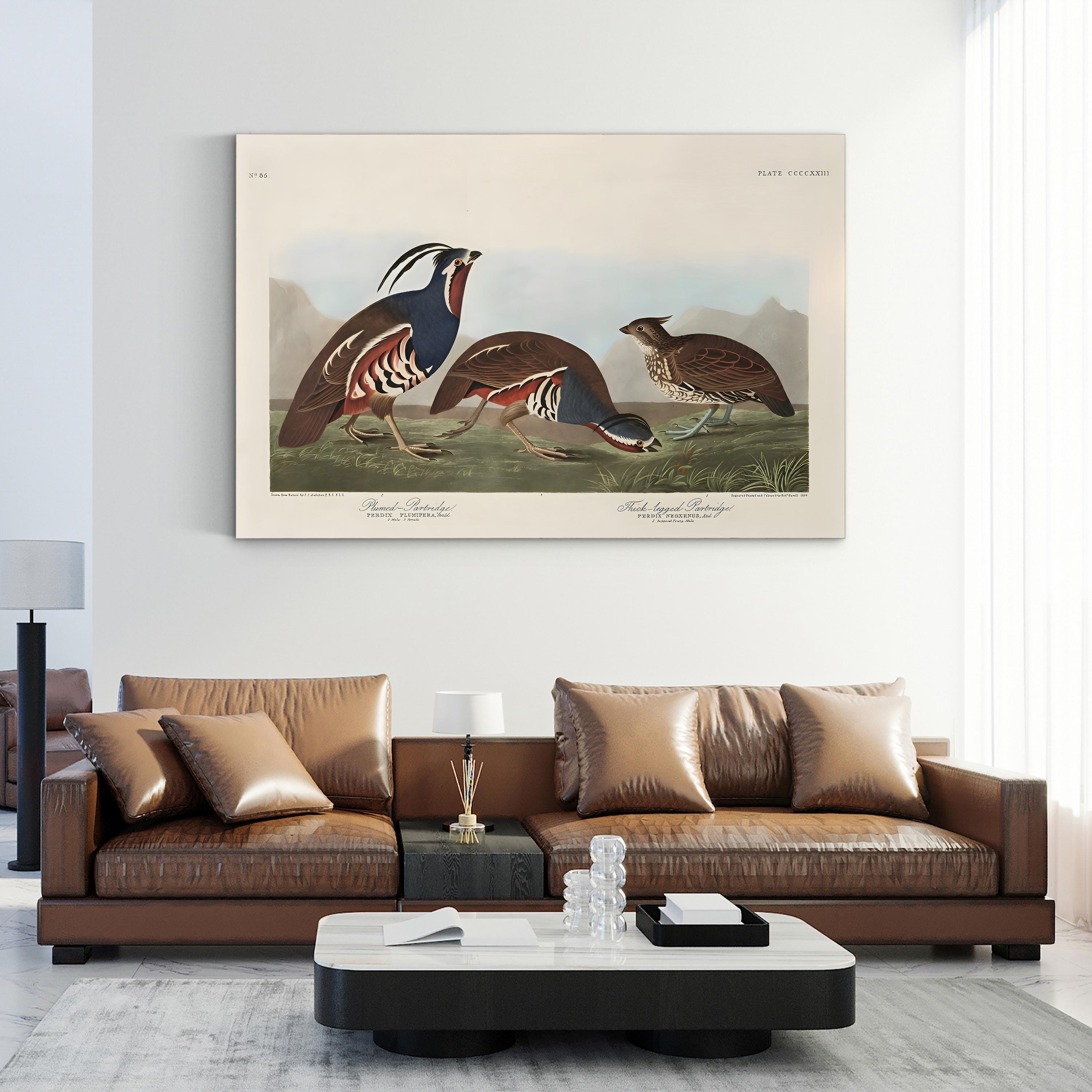 Vintage Quail Bird – Period Illustration Wall Art | Antique Wildlife Canvas Print