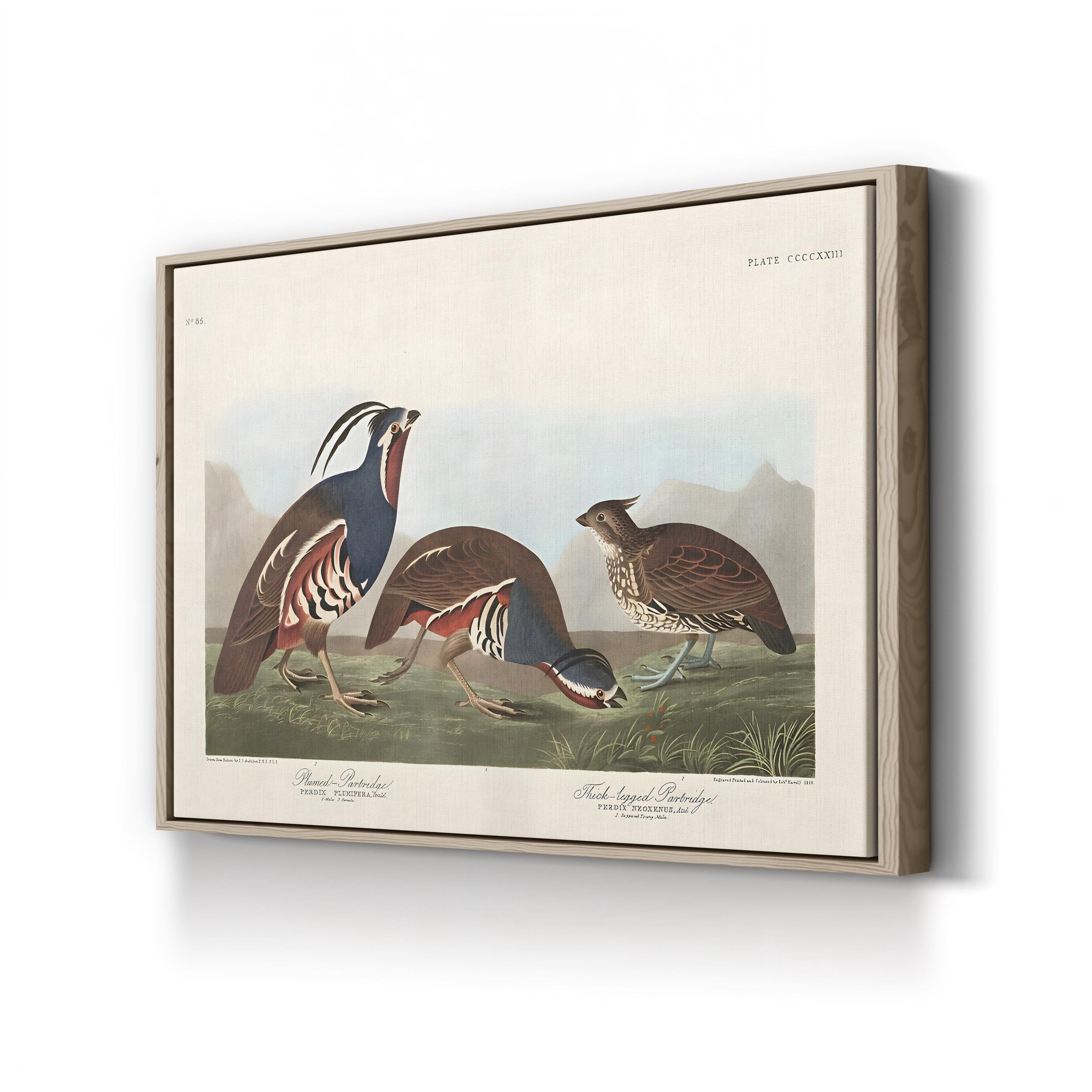 Vintage Quail Bird – Period Illustration Wall Art | Antique Wildlife Canvas Print
